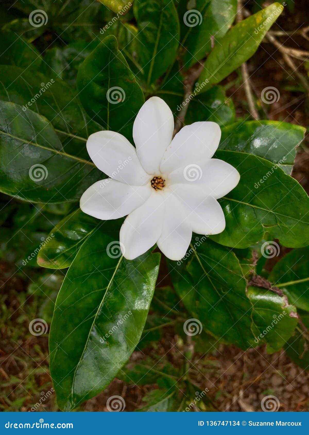 Thunbergs Gardenia Princeville Botanical Gardens Kauai Hawaii