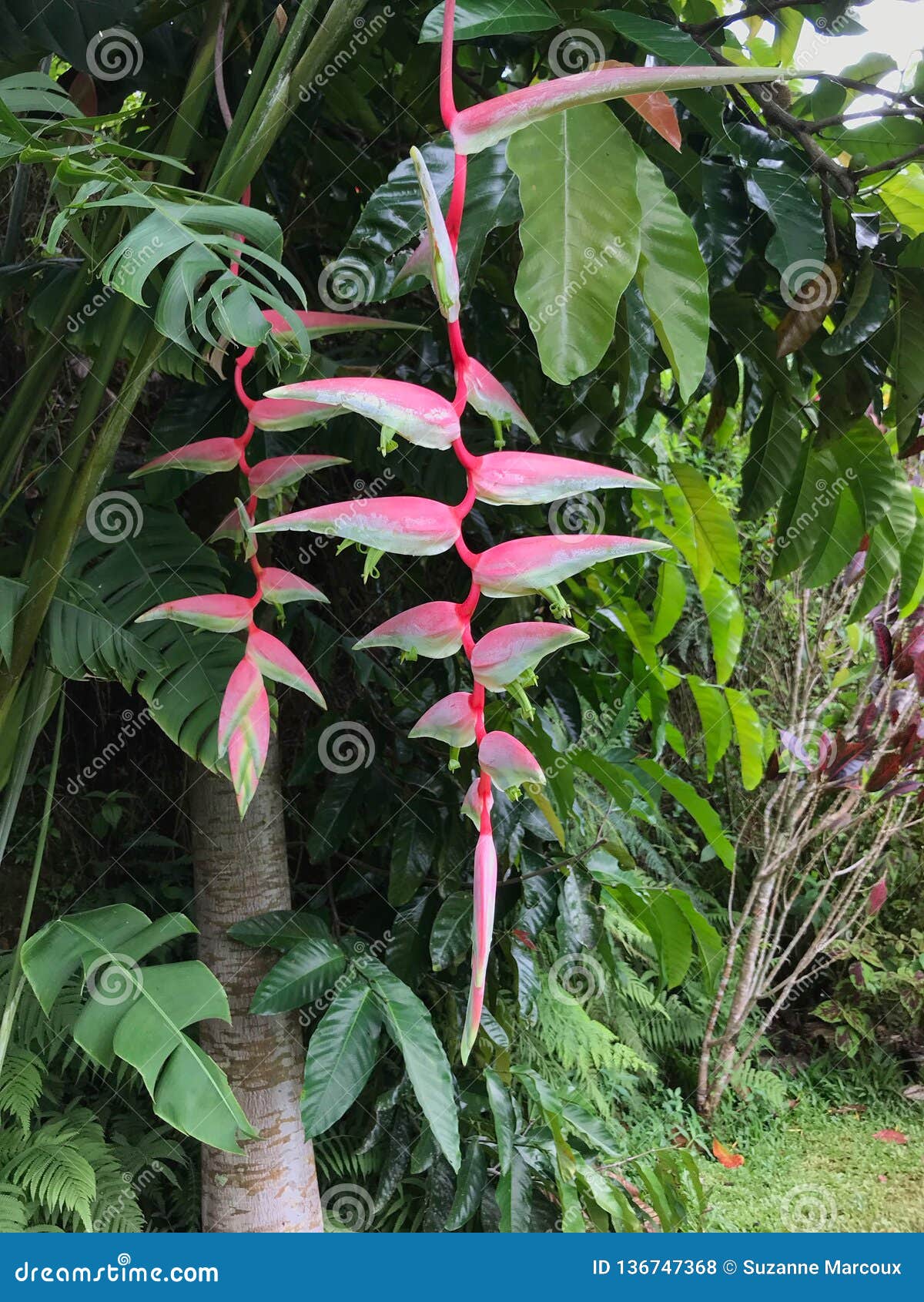 Heliconia Chartacea Princeville Botanical Gardens Kauai Hawaii