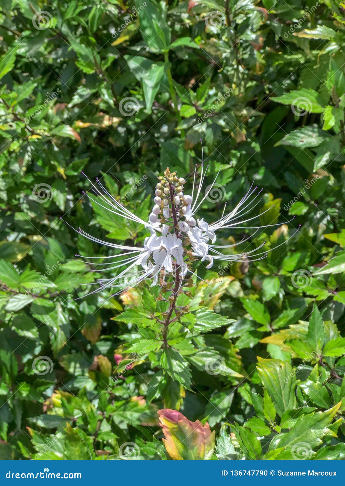 Indian Kidney Tea Flower Princeville Botanical Gardens Kauai