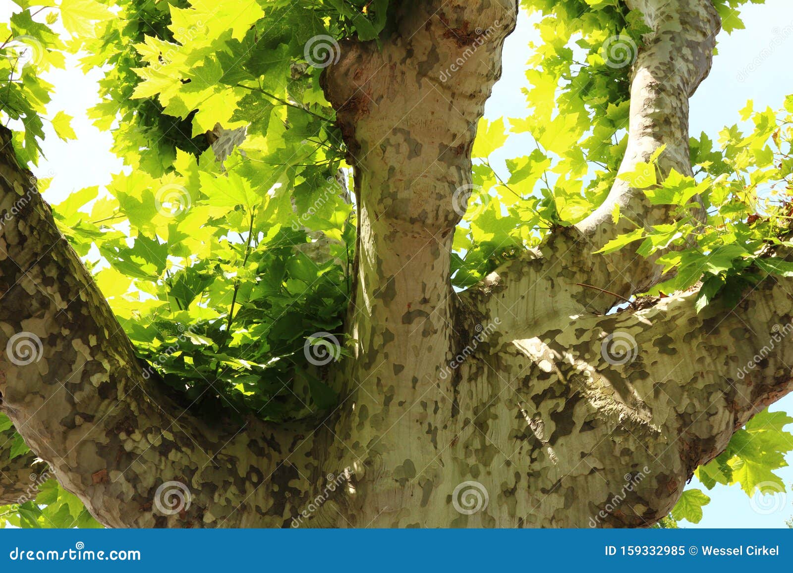 plane tree platanus in spring, france