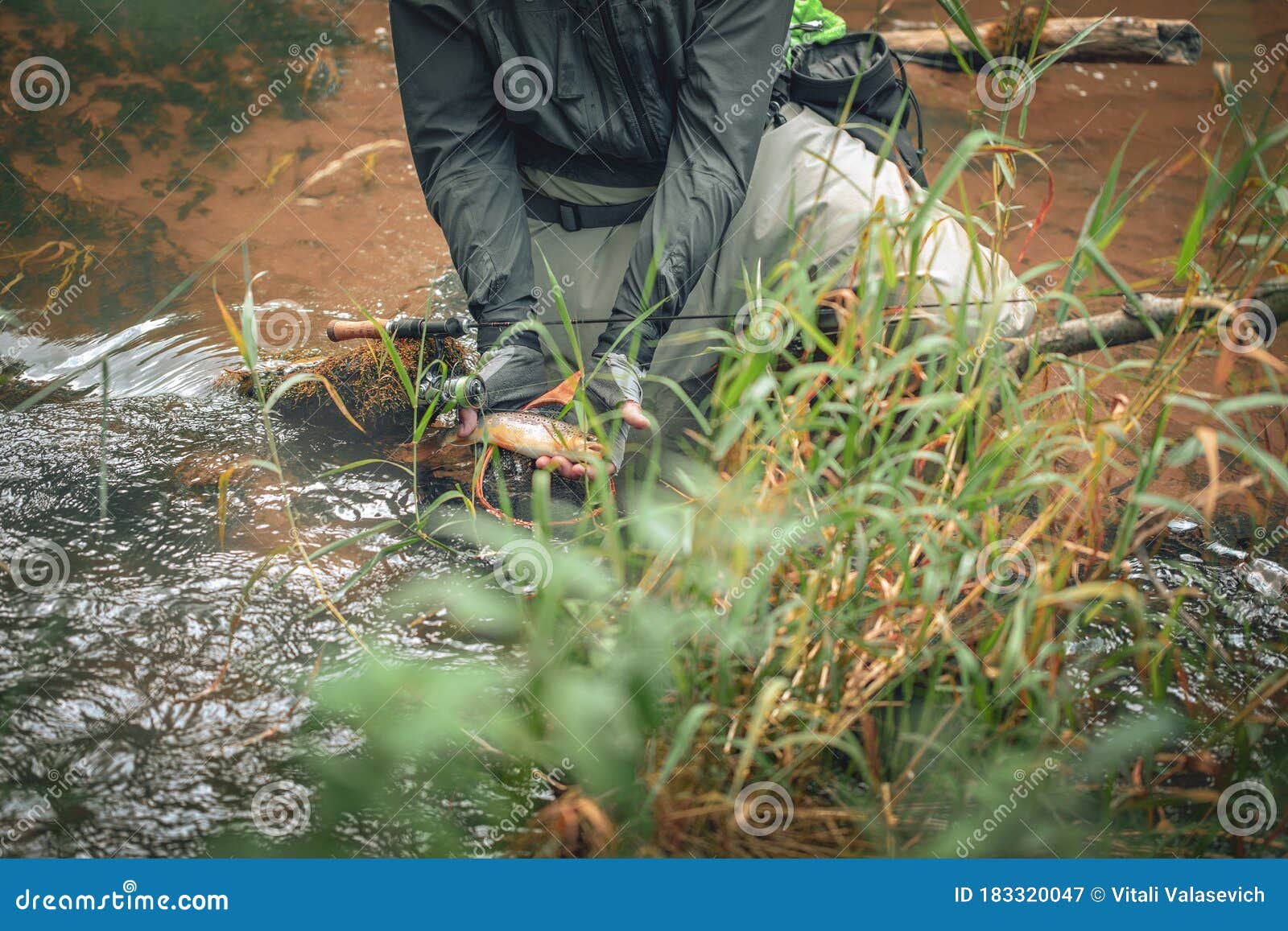 The Principle of Catch and Release. Fishing for Trout Stock Image