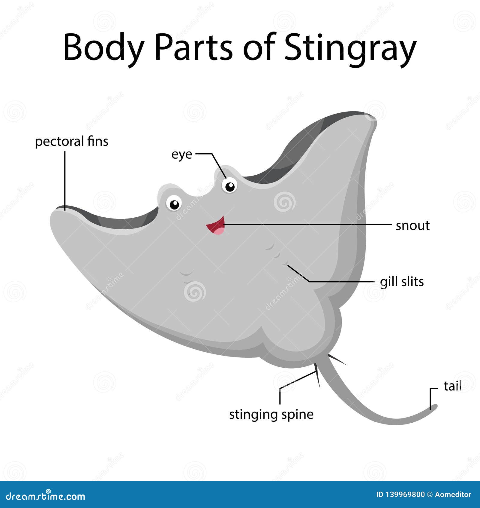 illustrator of body parts of stingray
