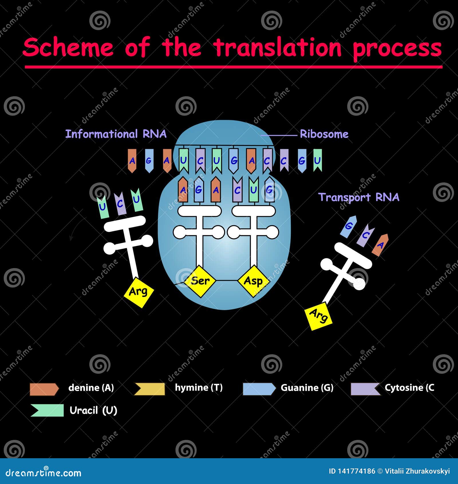 scheme of the translation process. syntesis of mrna from dna in the nucleus. the mrna decoding ribosome by binding of complementar