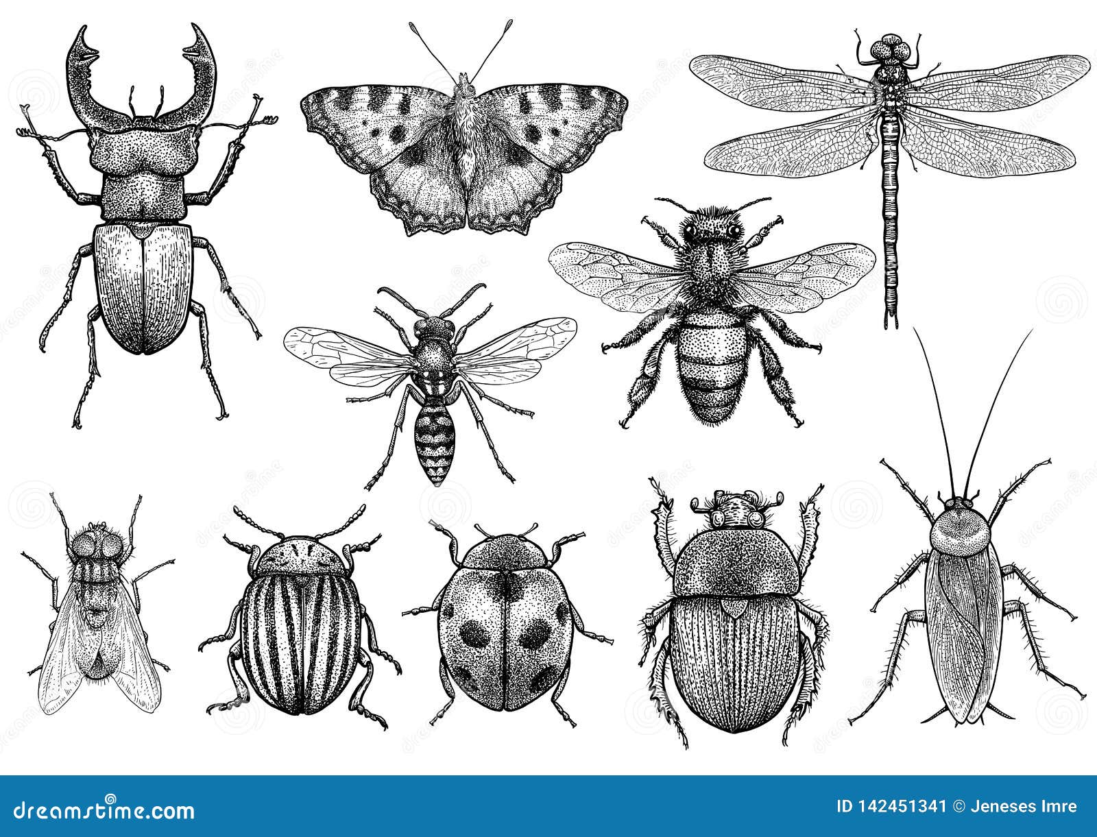 insect , drawing, engraving, ink, line art, 