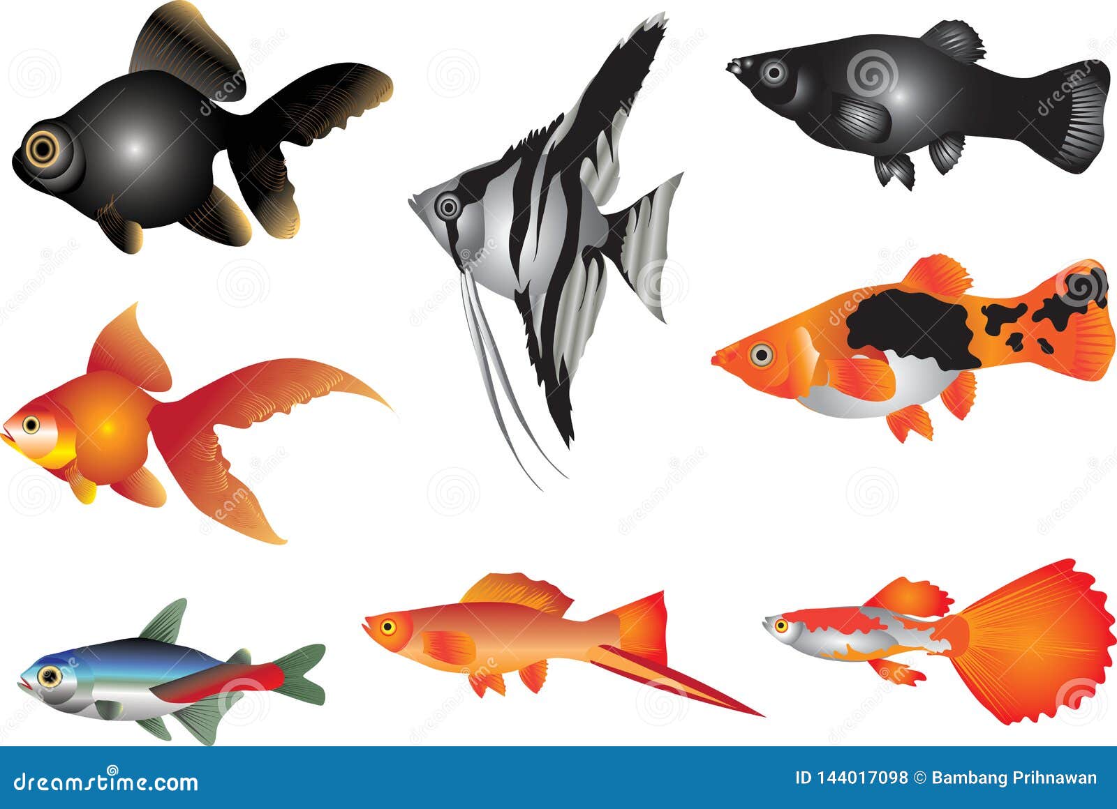 Vector Aquarium Fish Freshwater Stock Vector Illustration Of Successfully Examples Vector Aquarium Fish Freshwater Stock Vector Illustration Of Successfully Examples