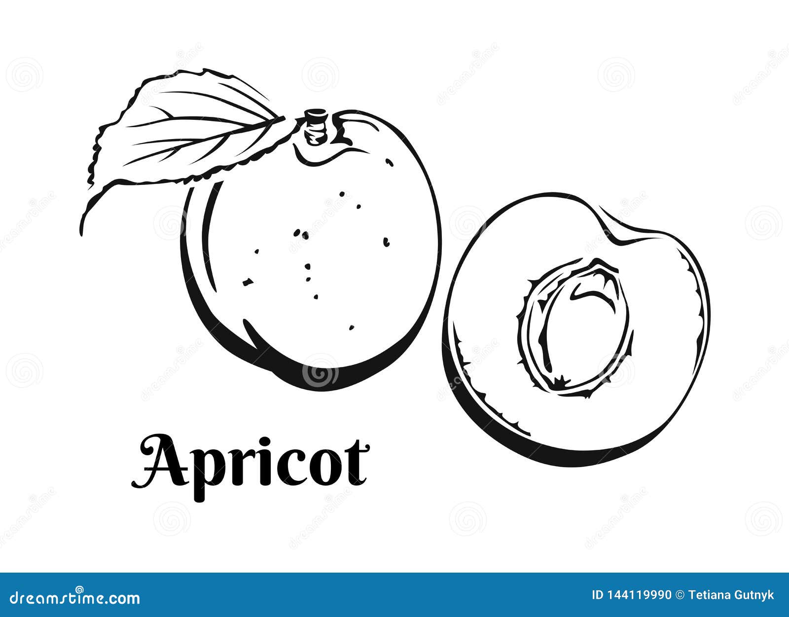 Apricot Icon Isolated on White Background. Black and White Image of