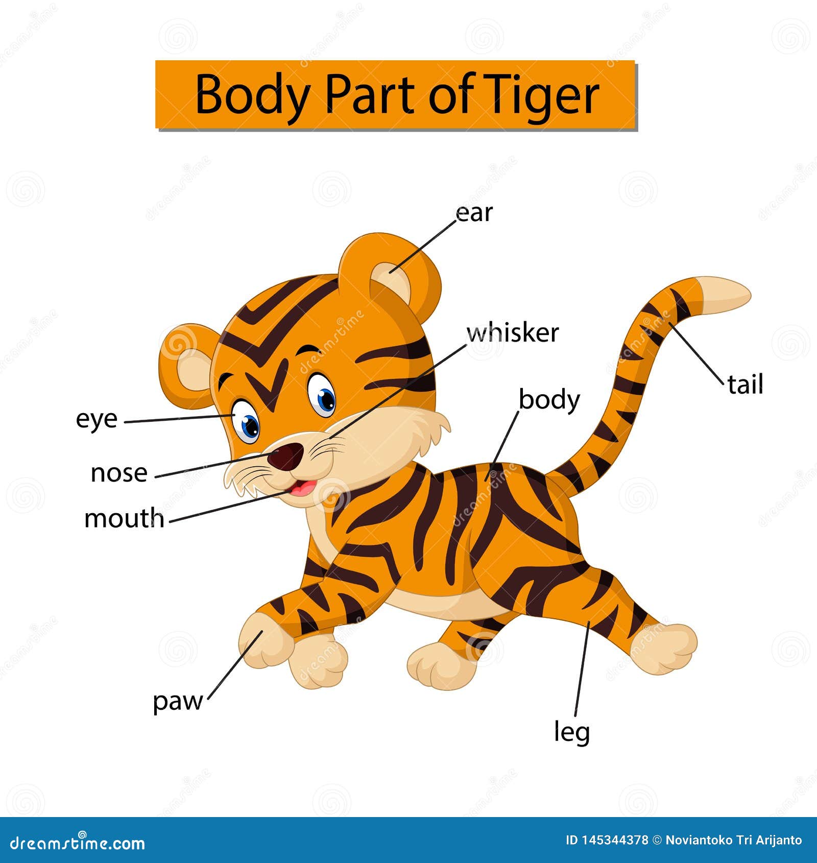 Diagram Showing Body Part Of Tiger Stock Vector - Illustration of