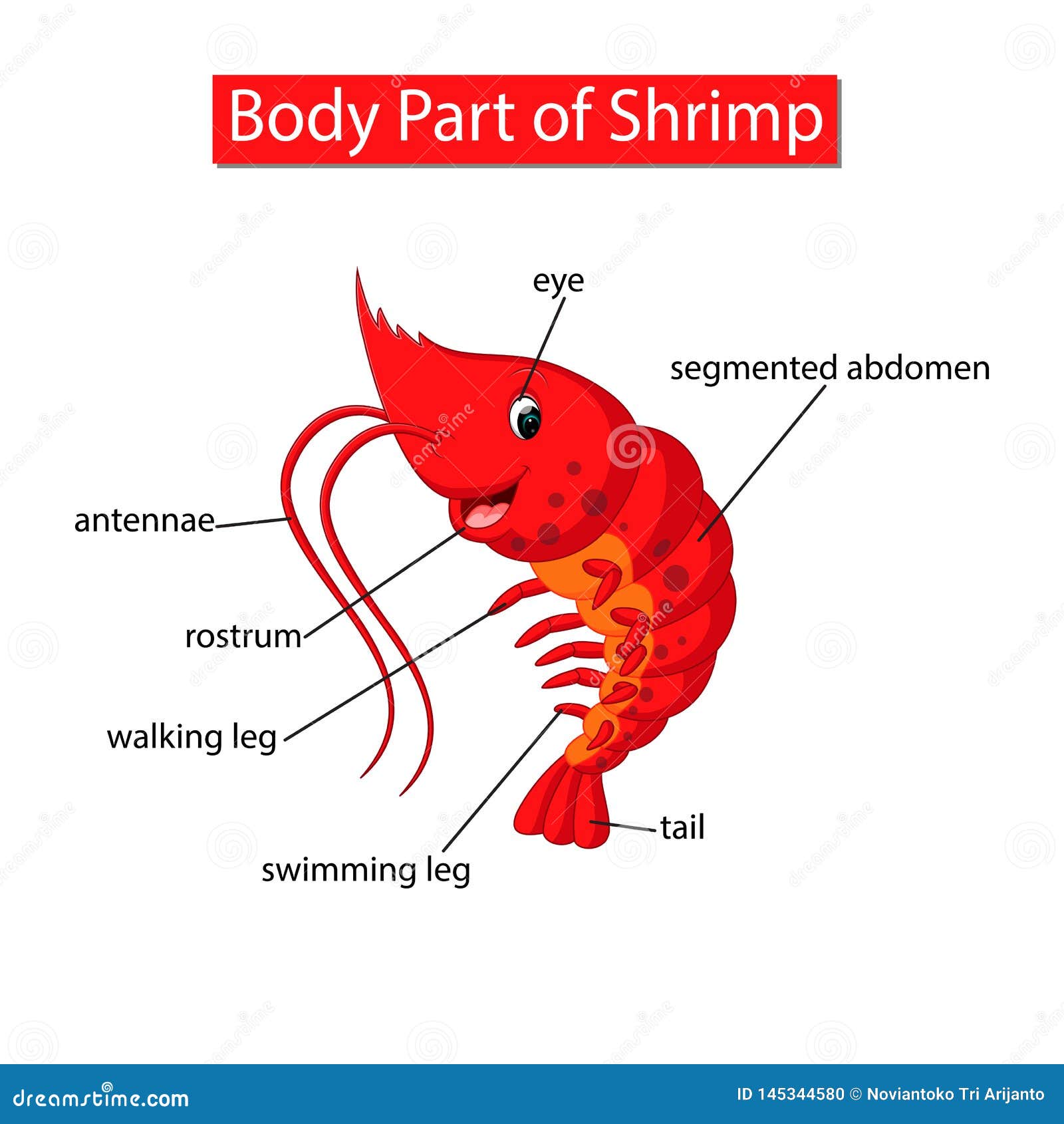 Diagram Showing Body Part Of Shrimp Stock Vector - Illustration of