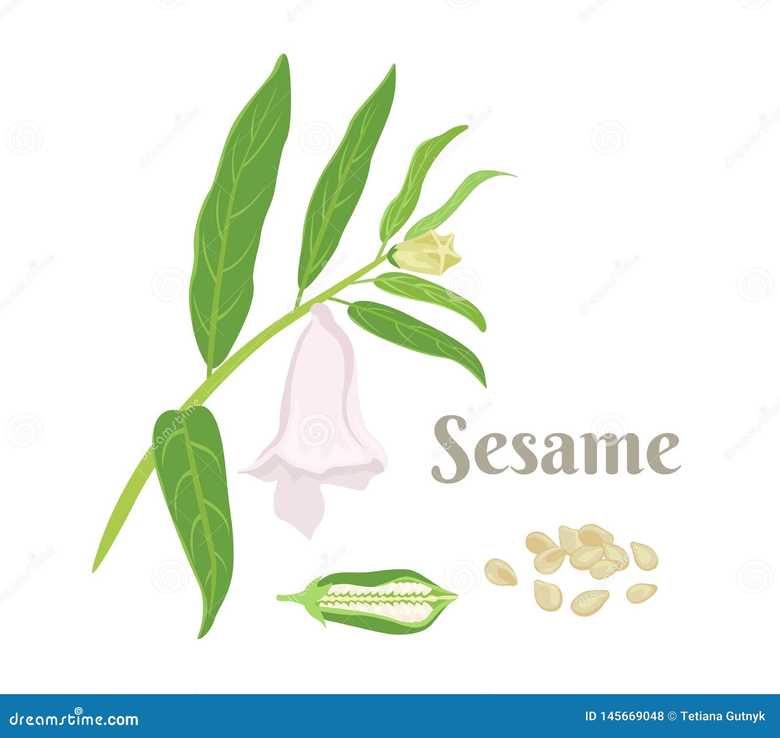 Sesame Plant Vector Drawing. Hand Drawn Food Ingredient. Botanic