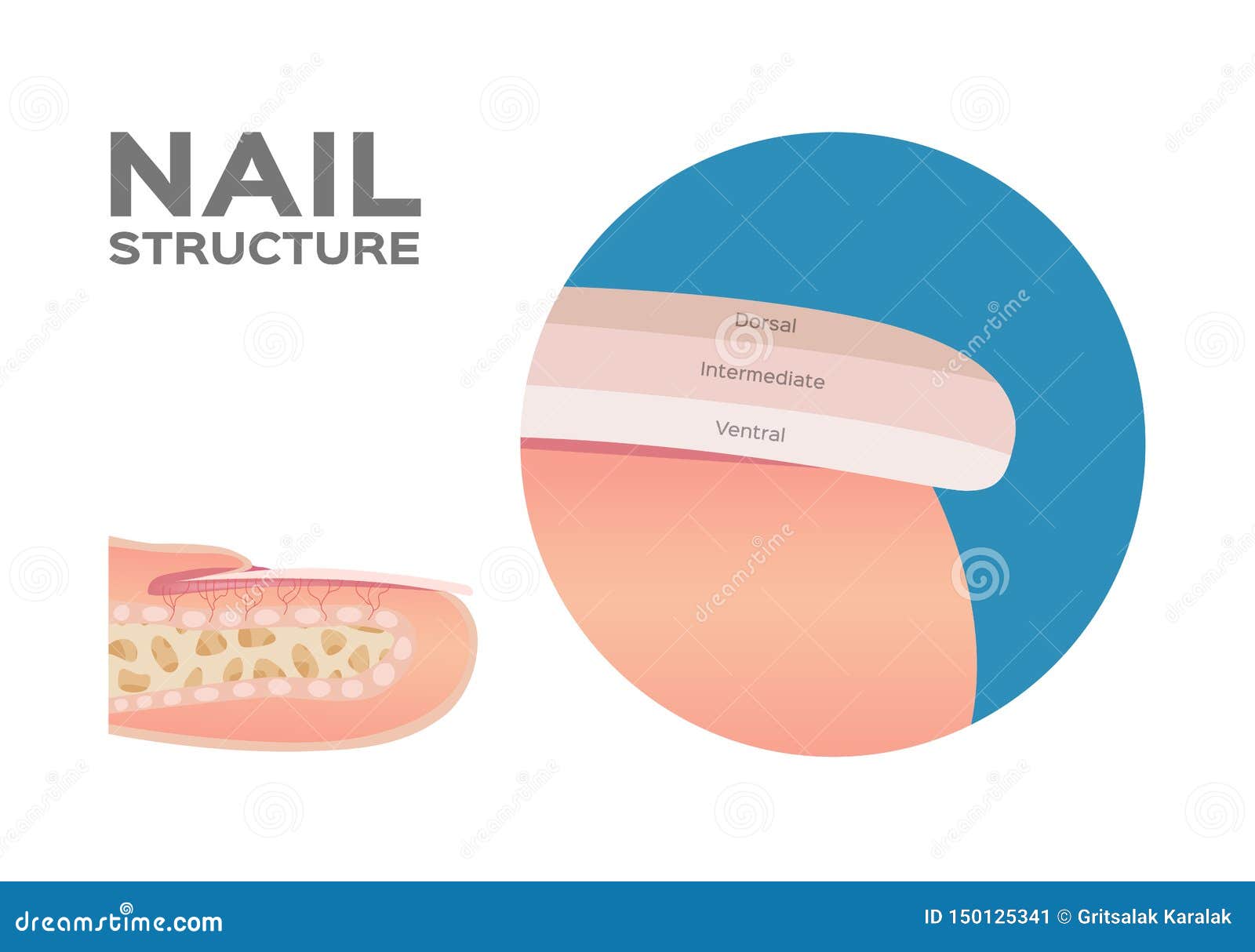 structure of a finger nail . human . anatomy -  / dorsal, intermediate, ventral