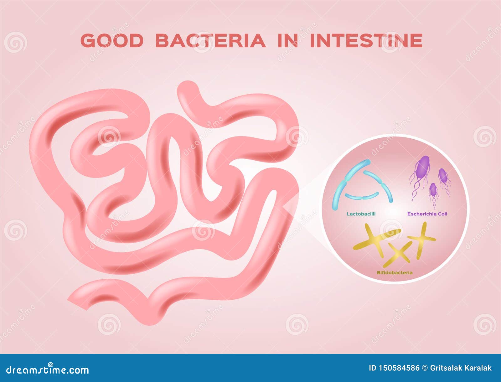 Good Bacteria And Bad Bacteria Cartoon Characters | CartoonDealer.com