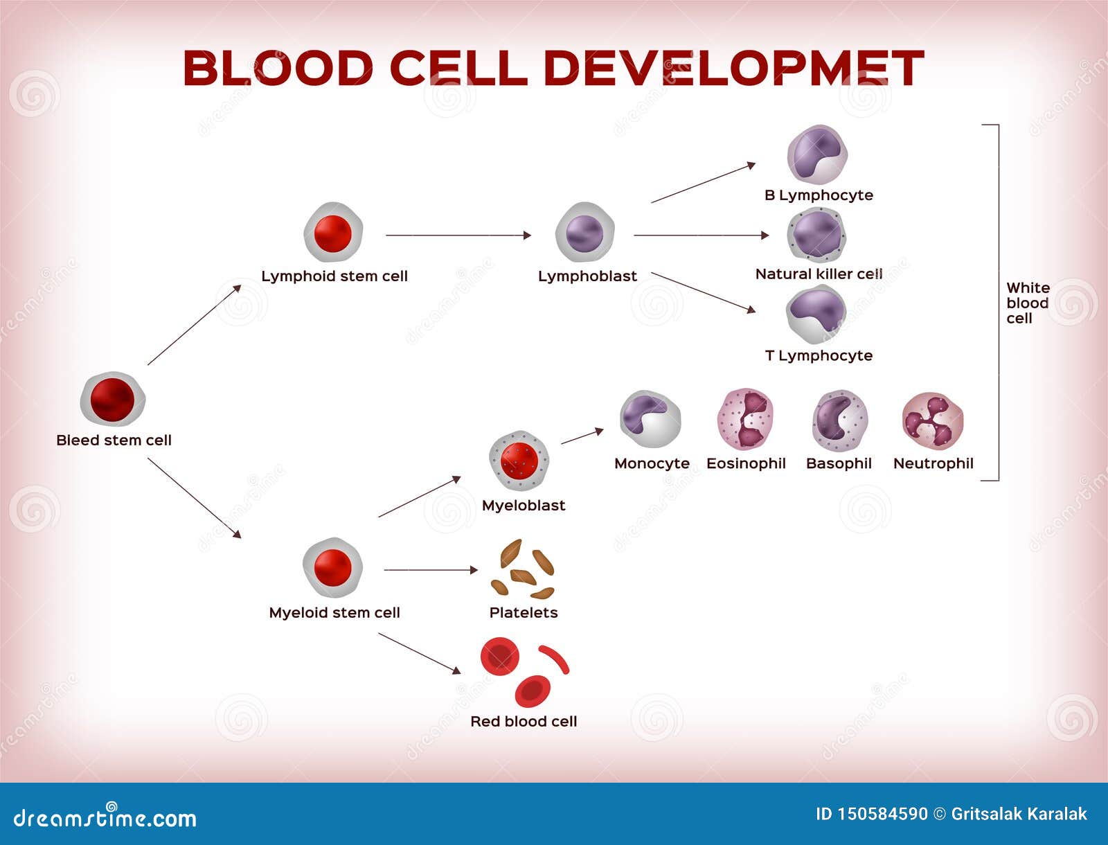 White Blood Cell Types Chart