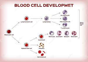 Hemophilia Infographic Poster Vector Illustration CartoonDealer 