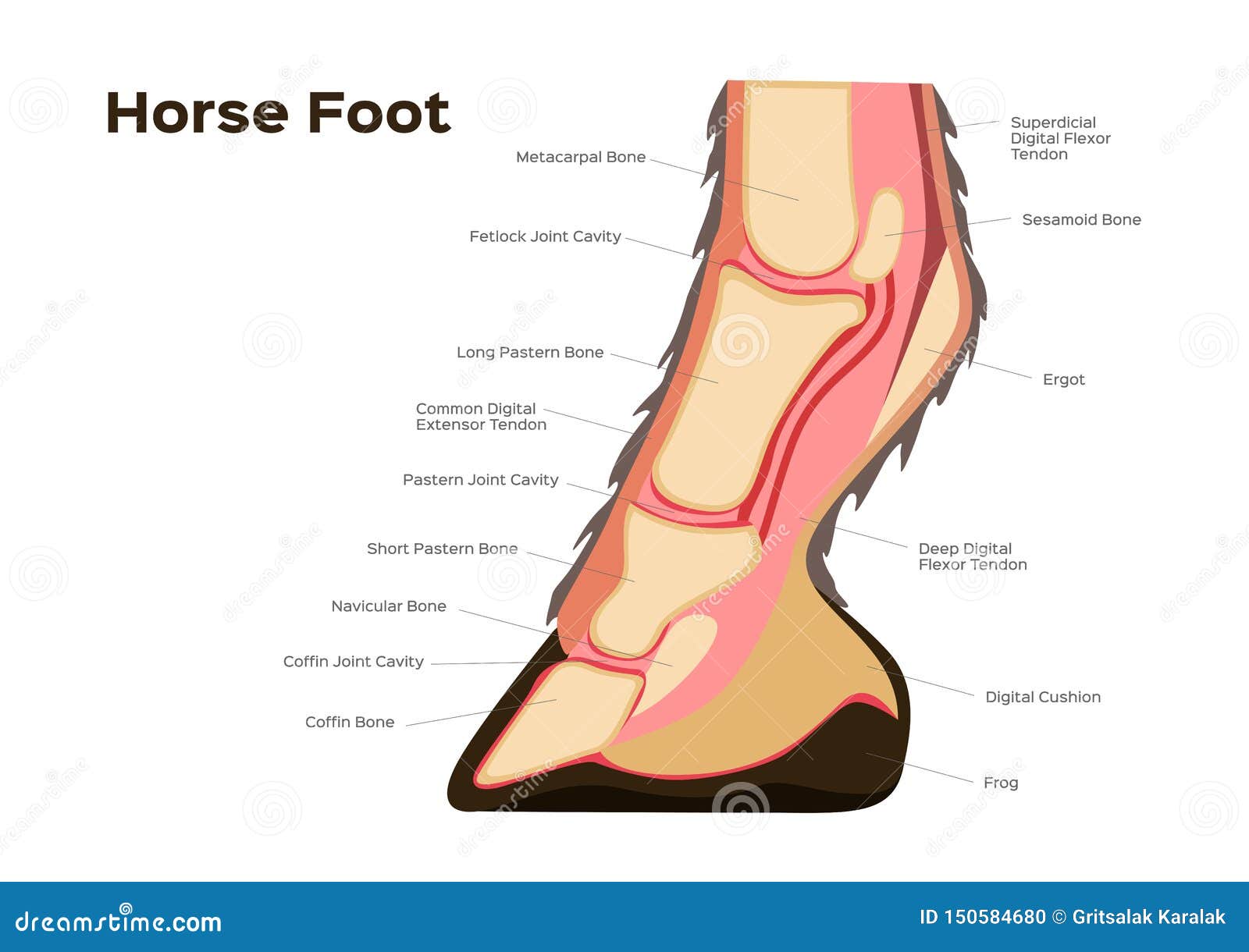 Foot Bone Anatomy Chart