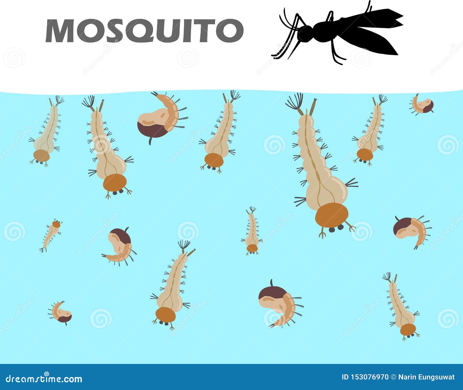 Mosquito Larva Under the Water before Adult are Mosquitoes and