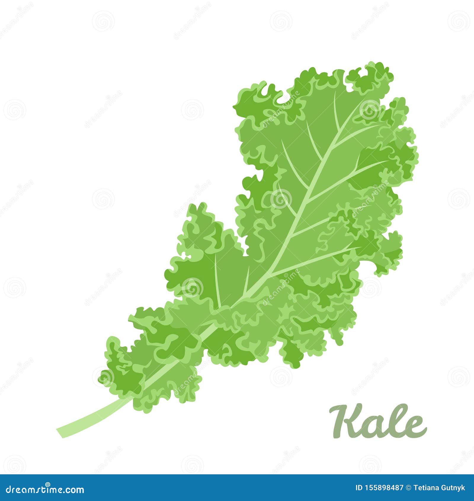Kale Cabbage Isolated. Vegetable Superfood Vector Illustration Stock