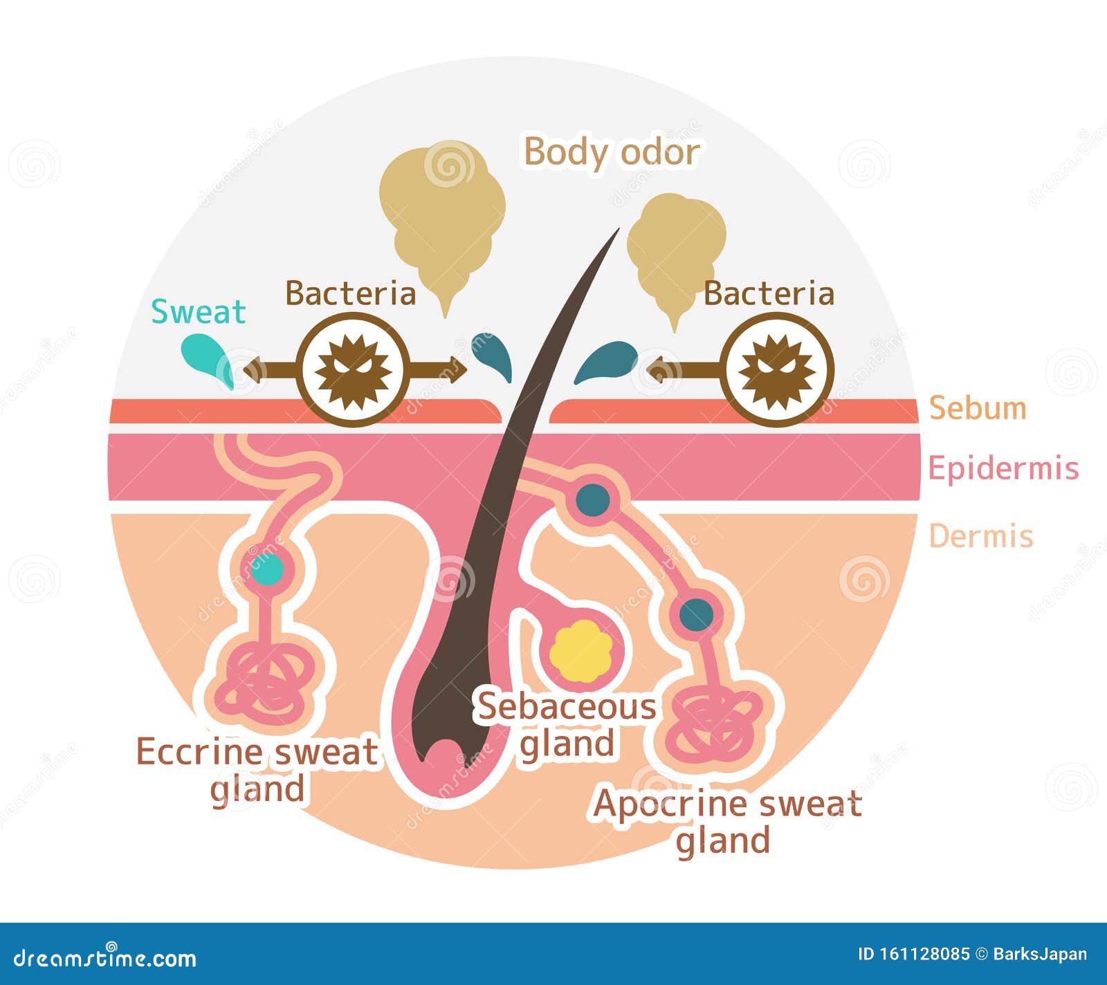 Cause Of Body Odor Vector Illustration Circle Type English Stock cause-of-body-odor-vector-illustration-circle-type-english-stock