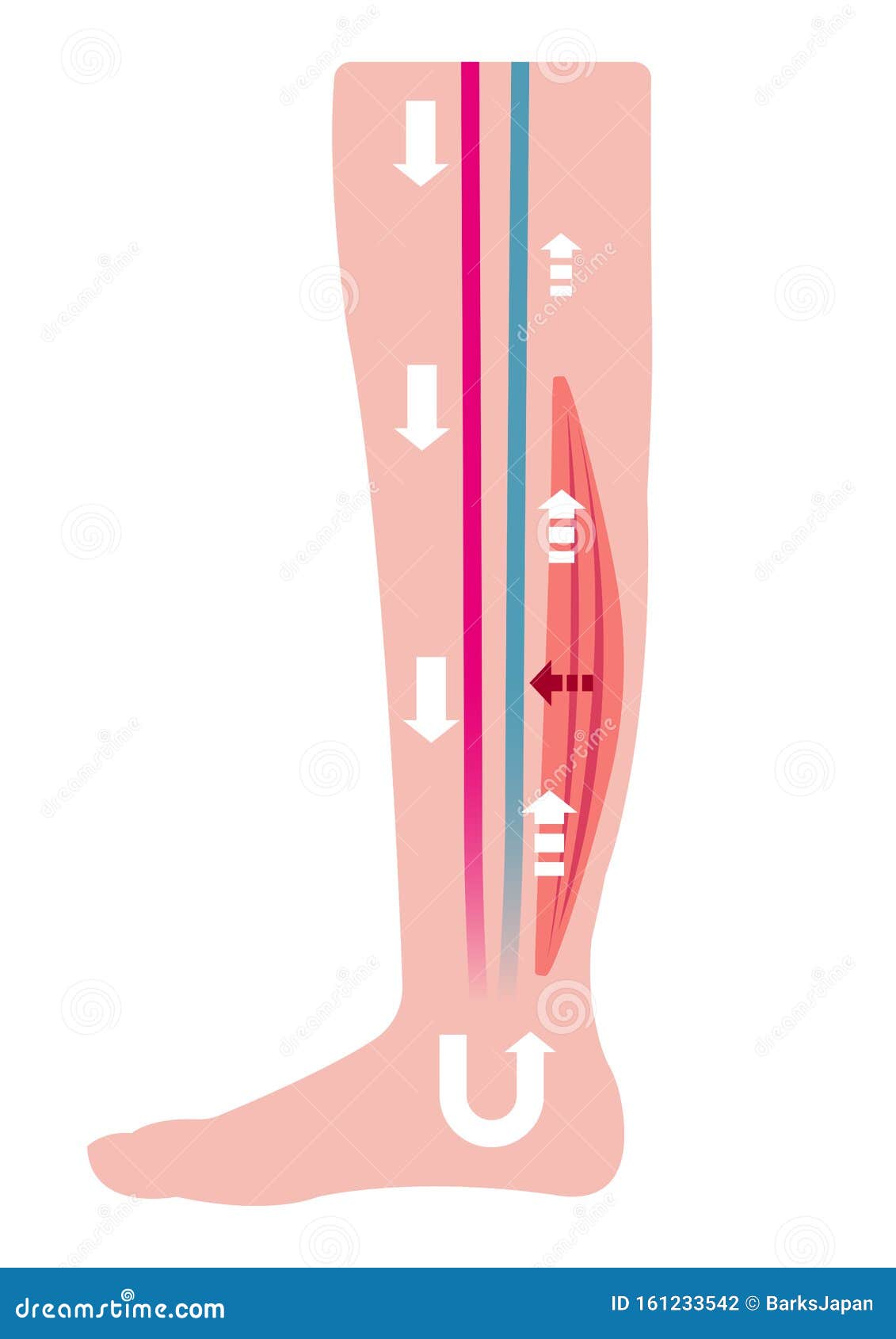 Leg Swelling, Edema, Obesity, Fat Foot Grey Icon. Vector Illustration 228931468