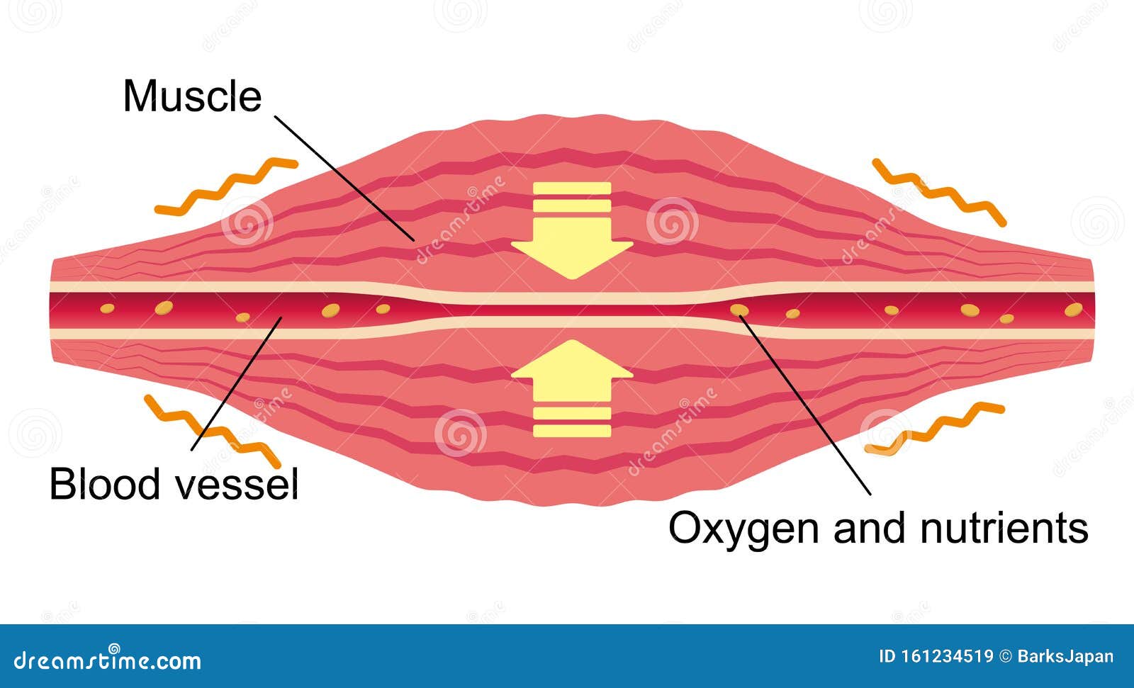 Flat Illustration of Muscle and Vessel / English Stock Vector