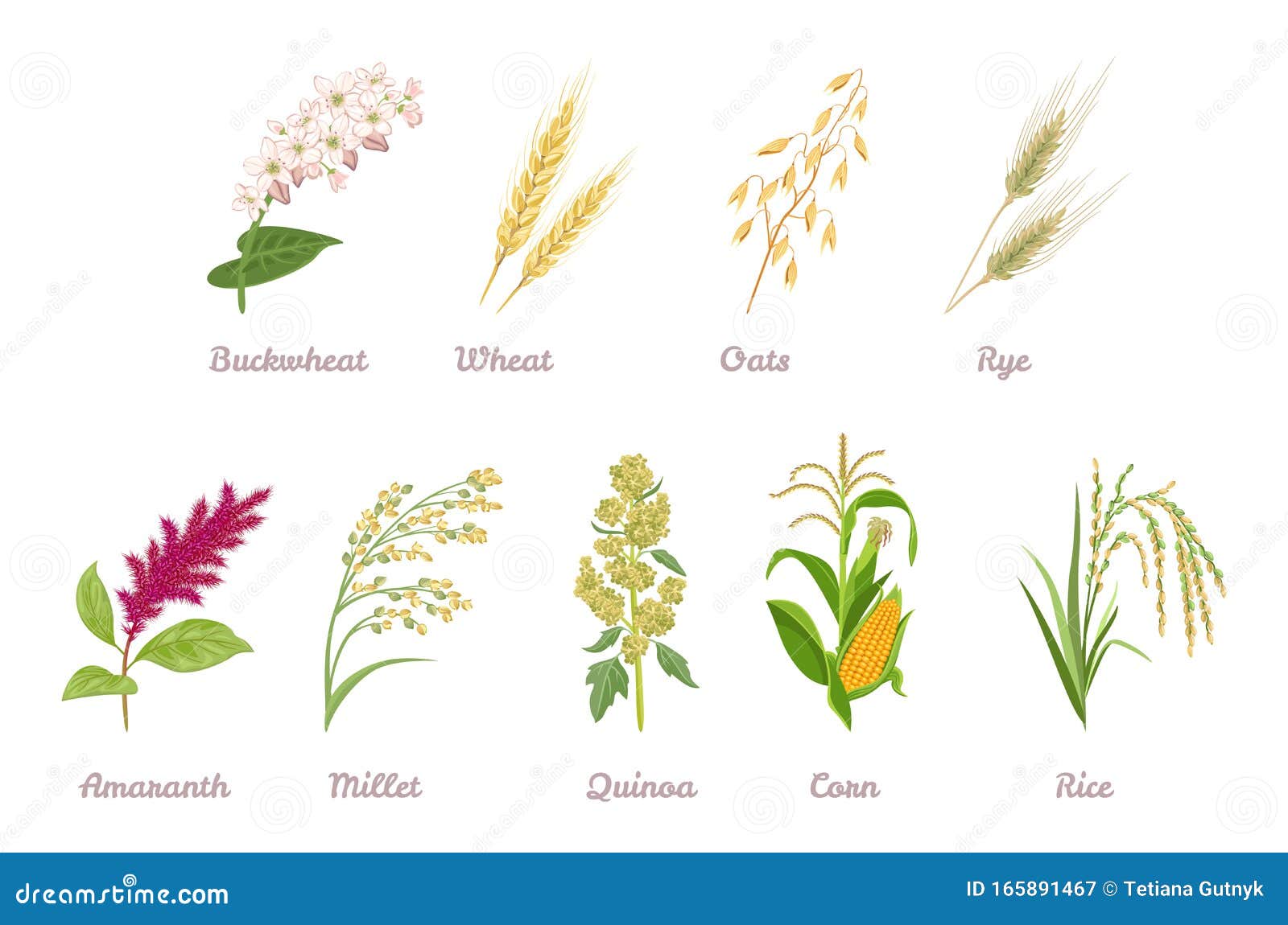 Cereal Plants Set. Buckwheat, Wheat, Oats, Rye, Amaranth, Proso Millet