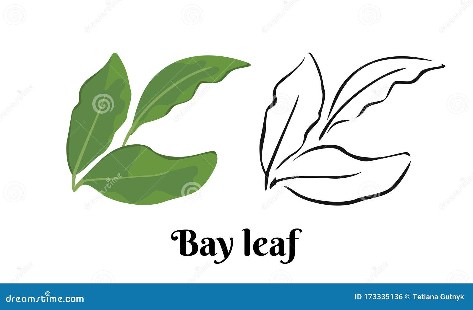 Bay Leaf Isolated on White Background. Vector Color Illustration of