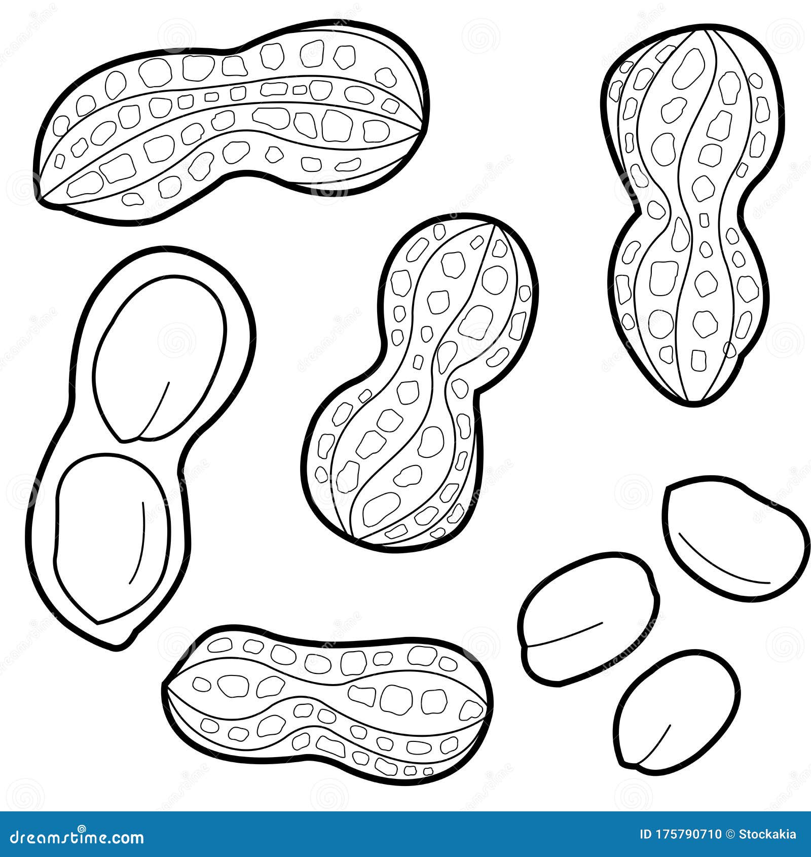 peanuts on white background. peanut collection.  black and white coloring page.