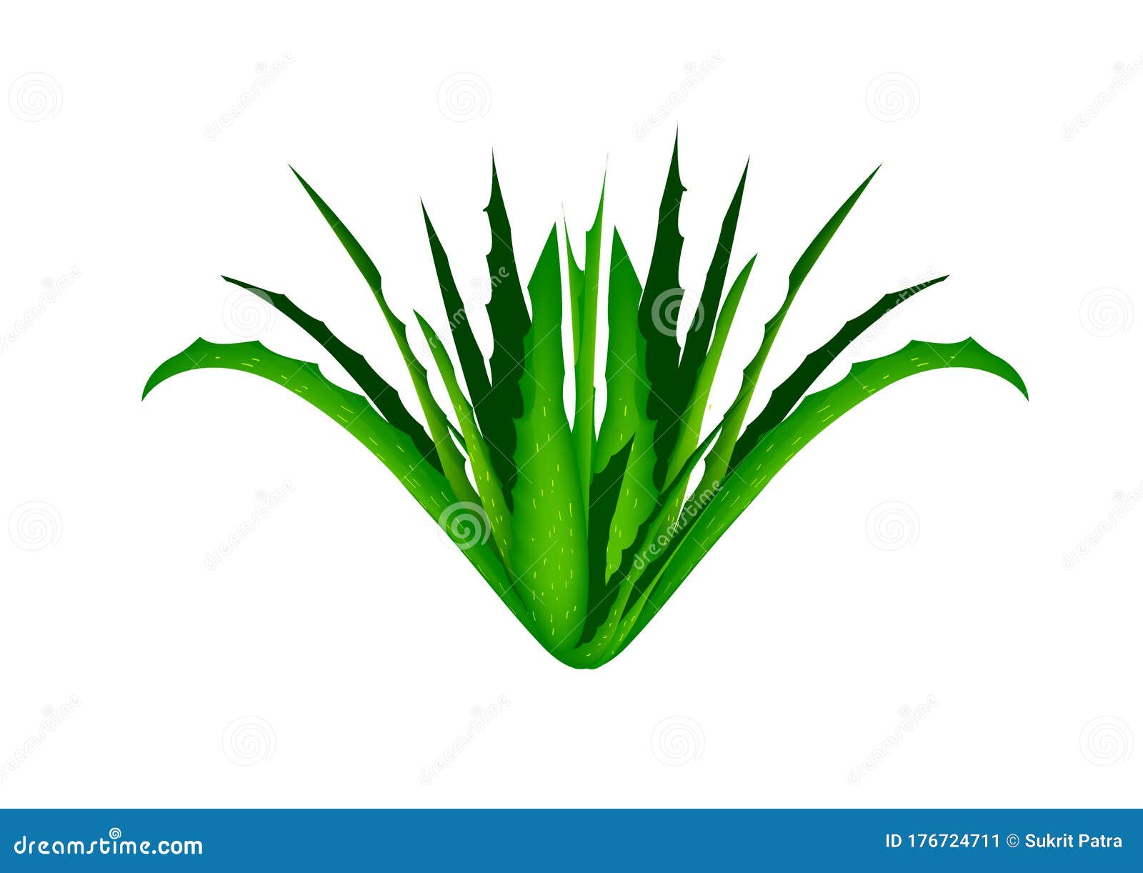 Aloe Vera Green Macro it is a Medicinal Plant that Can Treat Many