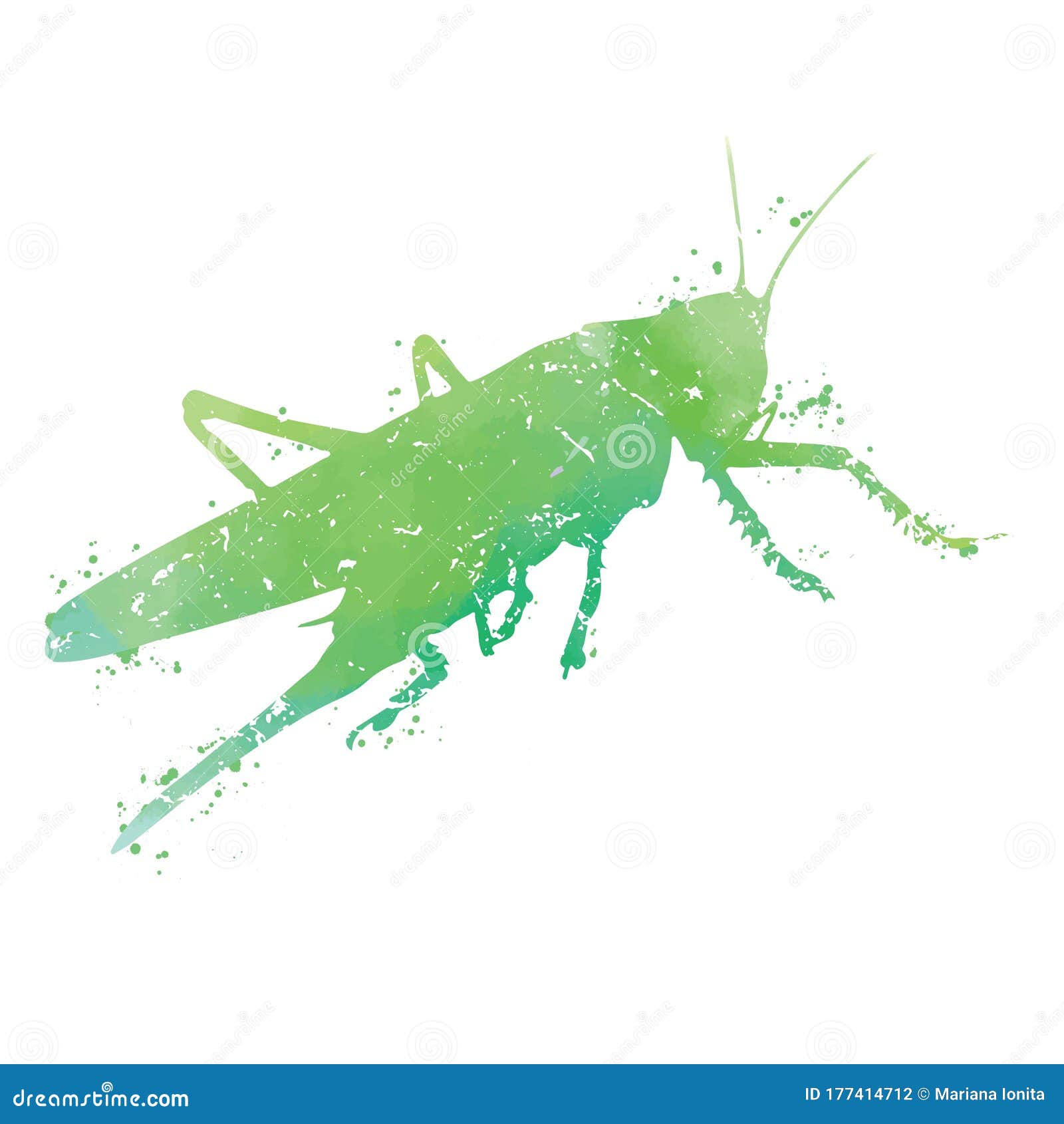 grasshoper - watercolor texture on white background