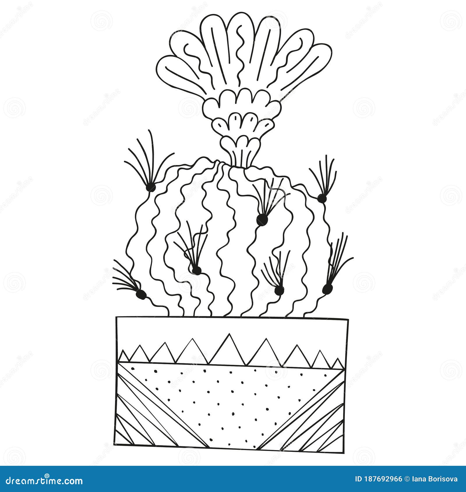 black and white stylized flowering stenocactus crispatus with spines and a blossoming flower. home tropical garden in a rectangula