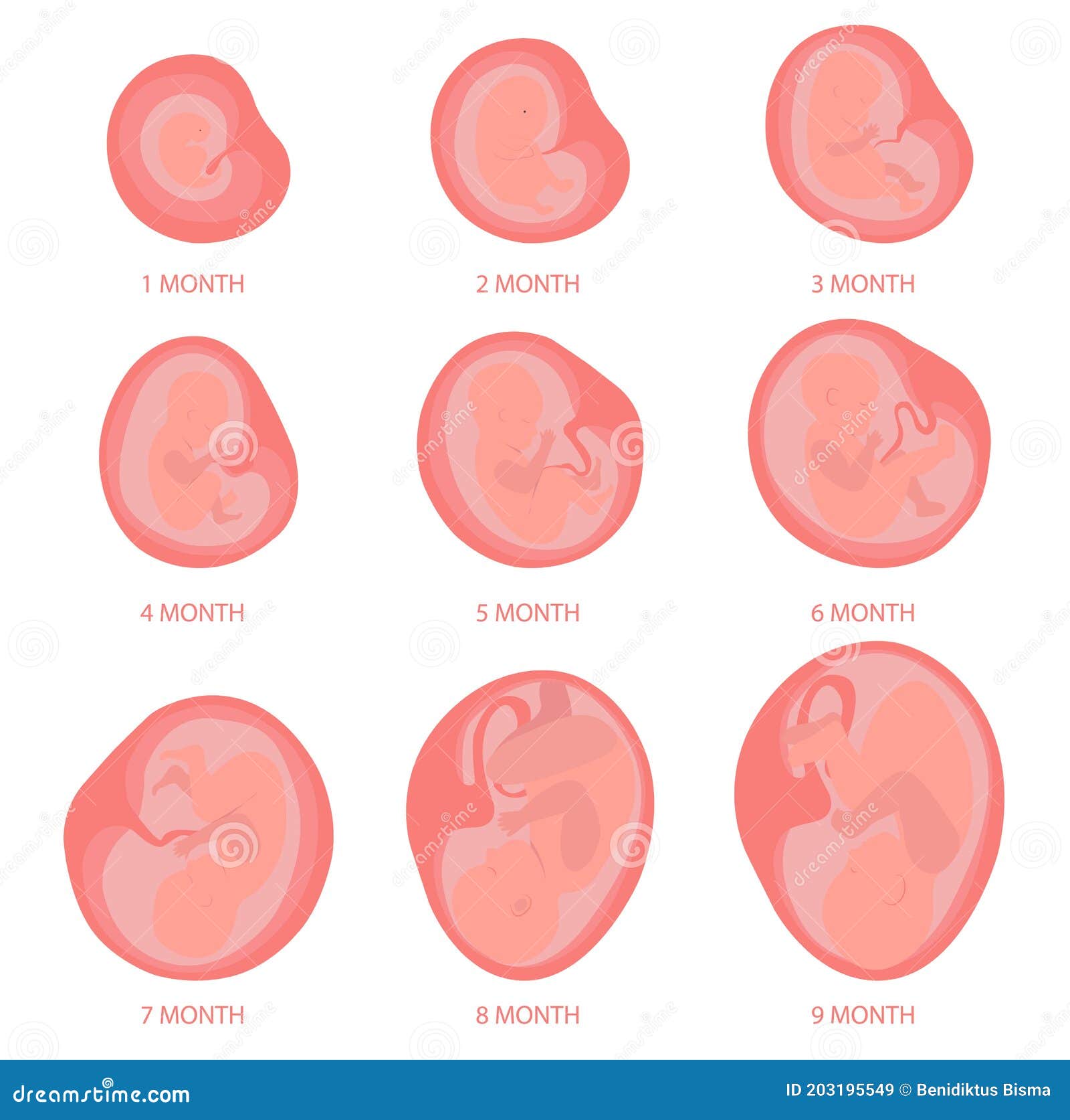 The Womb Month Baby Growth Fetus Month Baby Growth Fetal