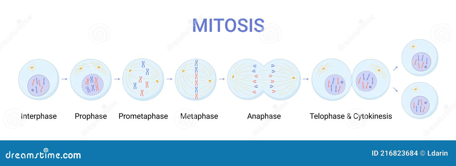   of mitosis phases. cell division