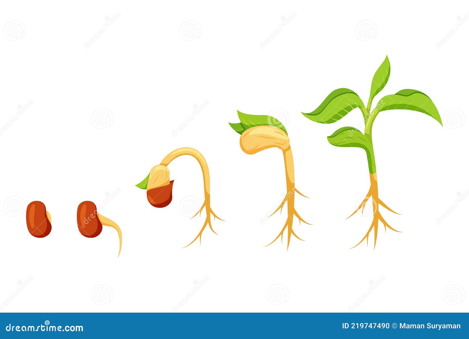 Sequence Of Bean Seeds Germination Cartoon Vector | CartoonDealer.com