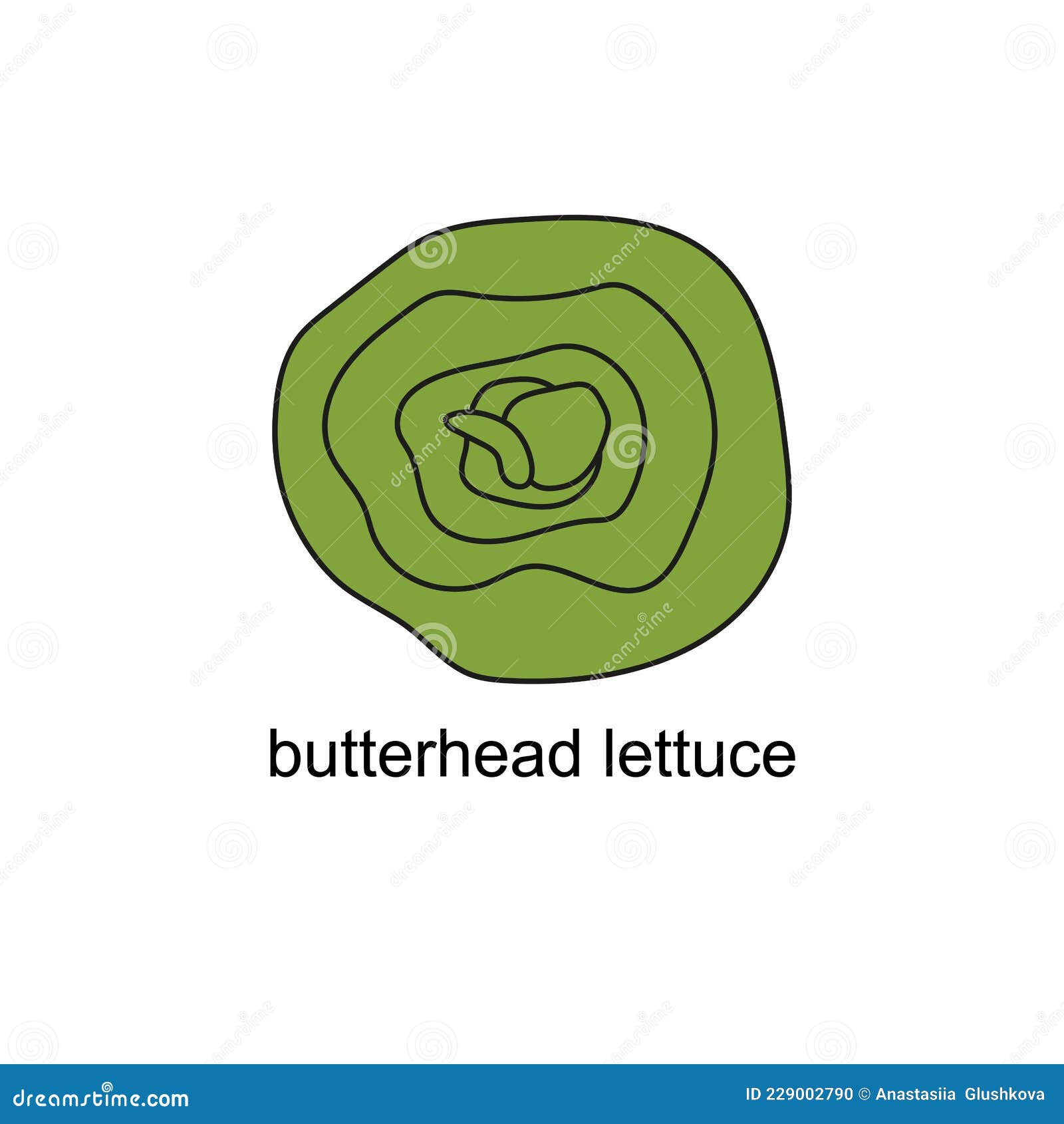 Butterhead Vector Icon. Cartoon Vector Image Isolated On White