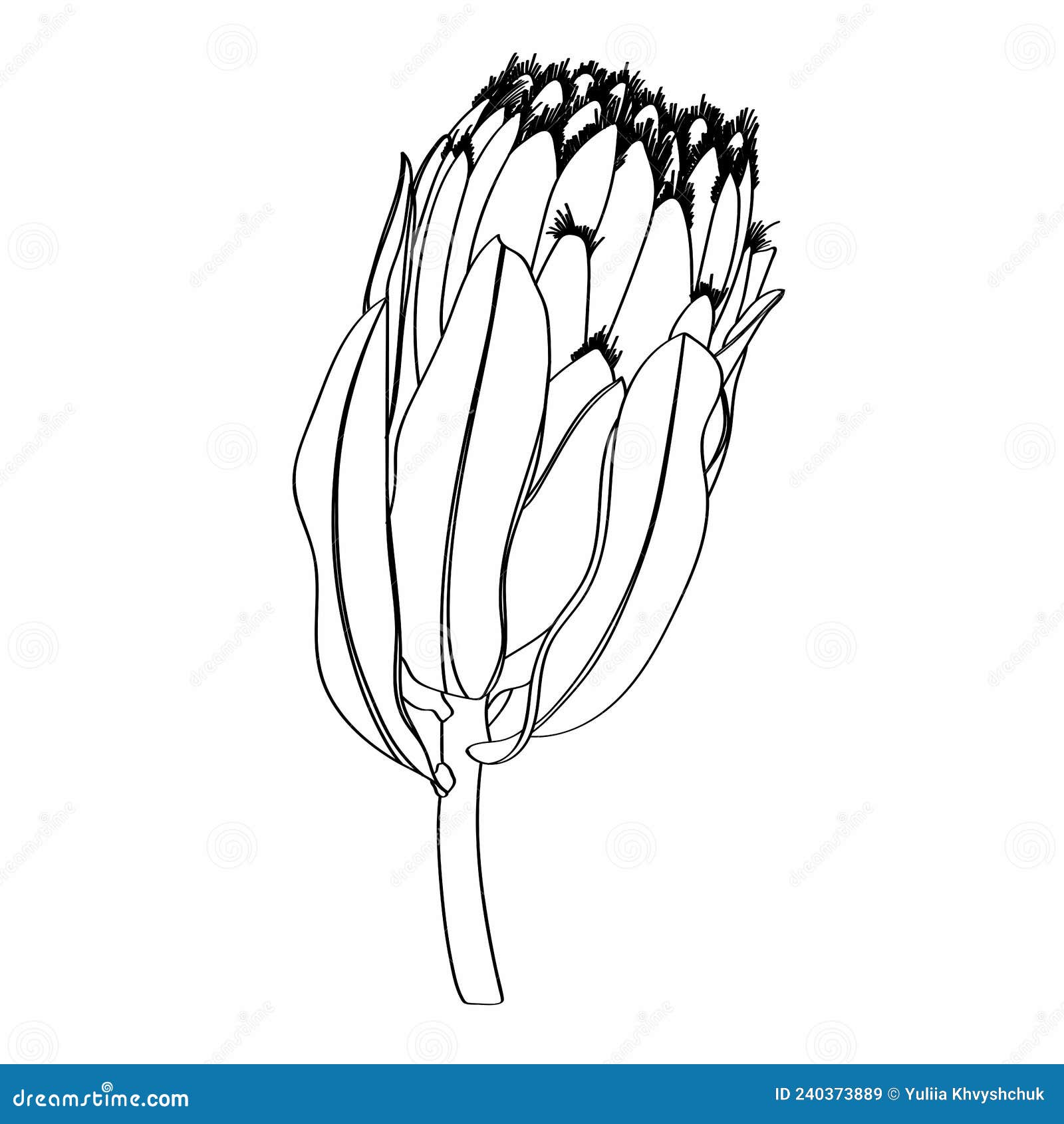 Proteus Flowers.Protea Line Illustration. Hand Drawn Illustration ...