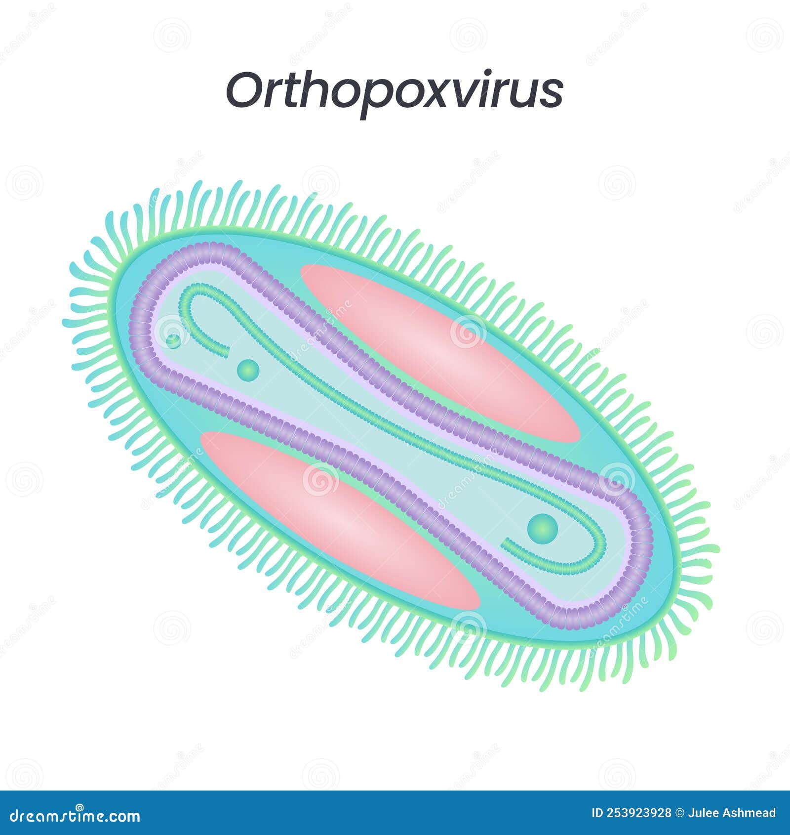 orthopoxvirus monkeypox smallpox chickenpox scientific  