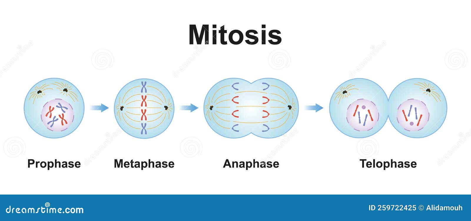 Mitosis Phases Cartoon Vector Biology Diagrams