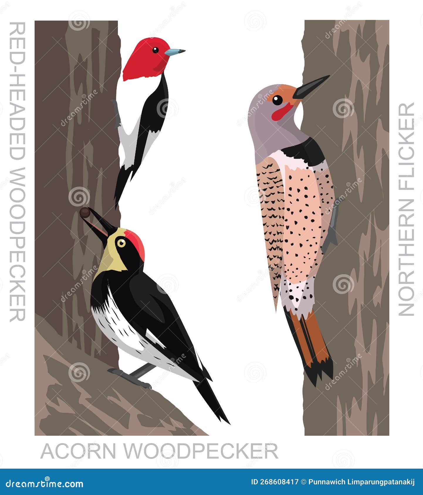 Redheaded Woodpecker Bird Vector Illustration Transparent Background