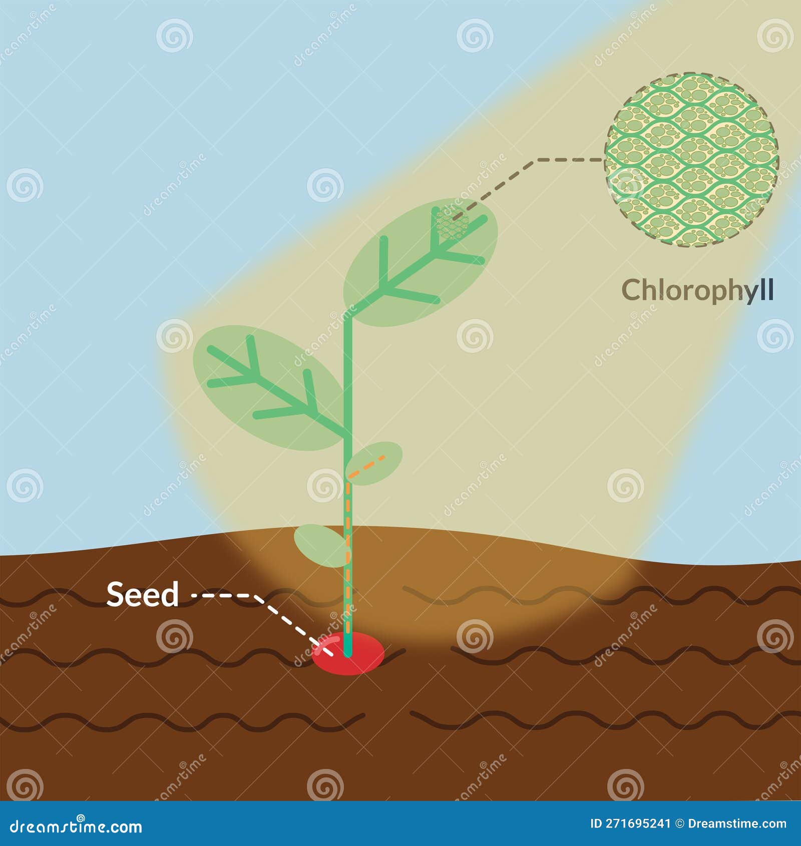 Plant Chlorophyll And Human Blood Hemoglobin Heme B, Haem B Molecule