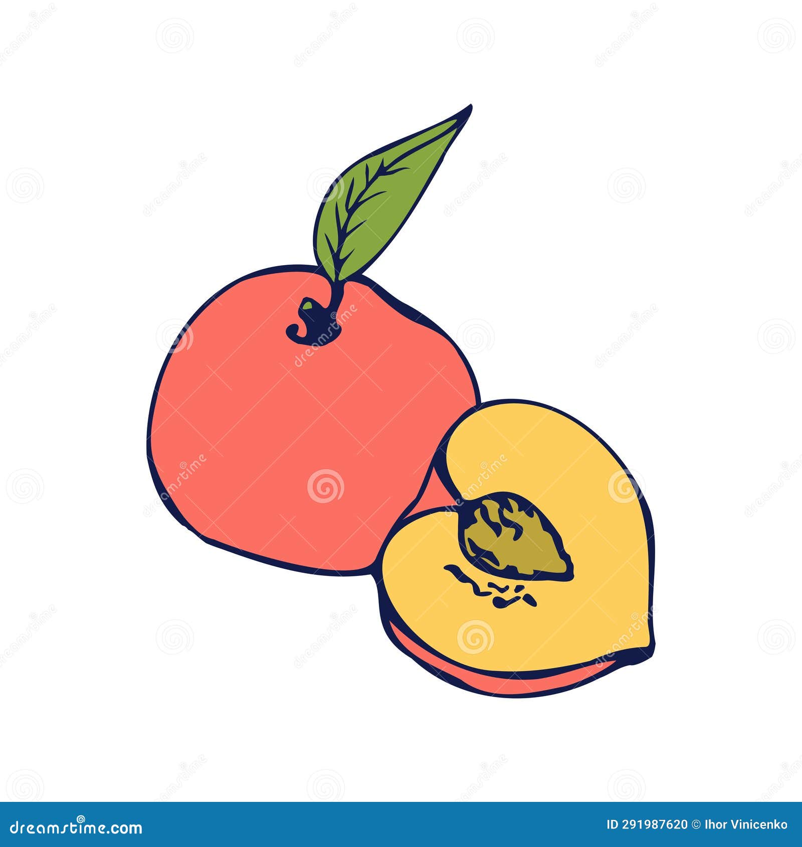 Drawing of an Orange Peach. Line Art Stock Vector Illustration of