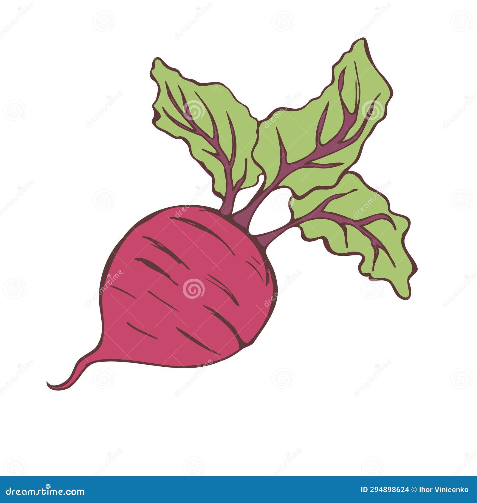 Sketch of Beets. Drawing by Hand Stock Vector Illustration of design