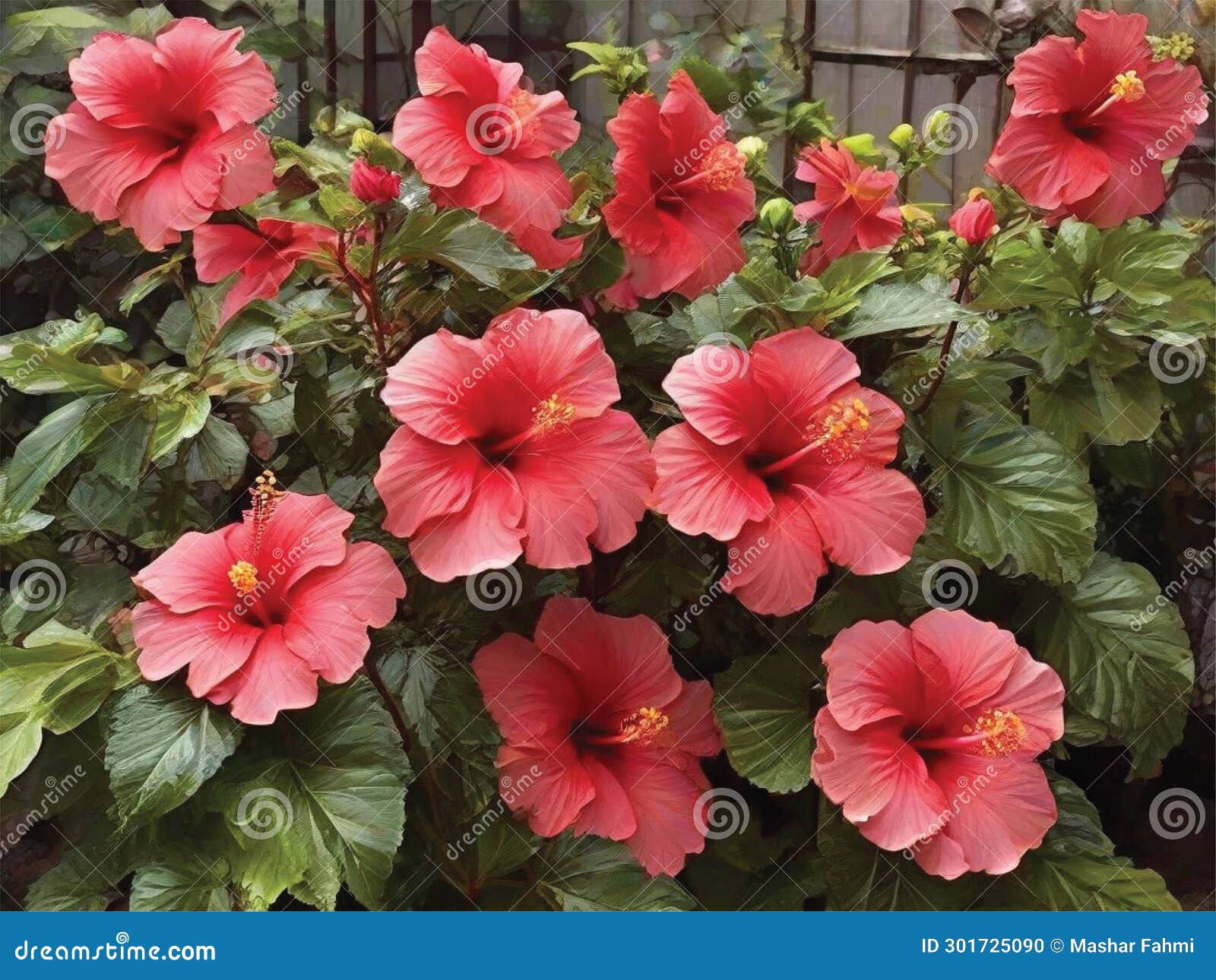 The Red Hibiscus Flowers in Front of the Fence are Blooming Beautifully