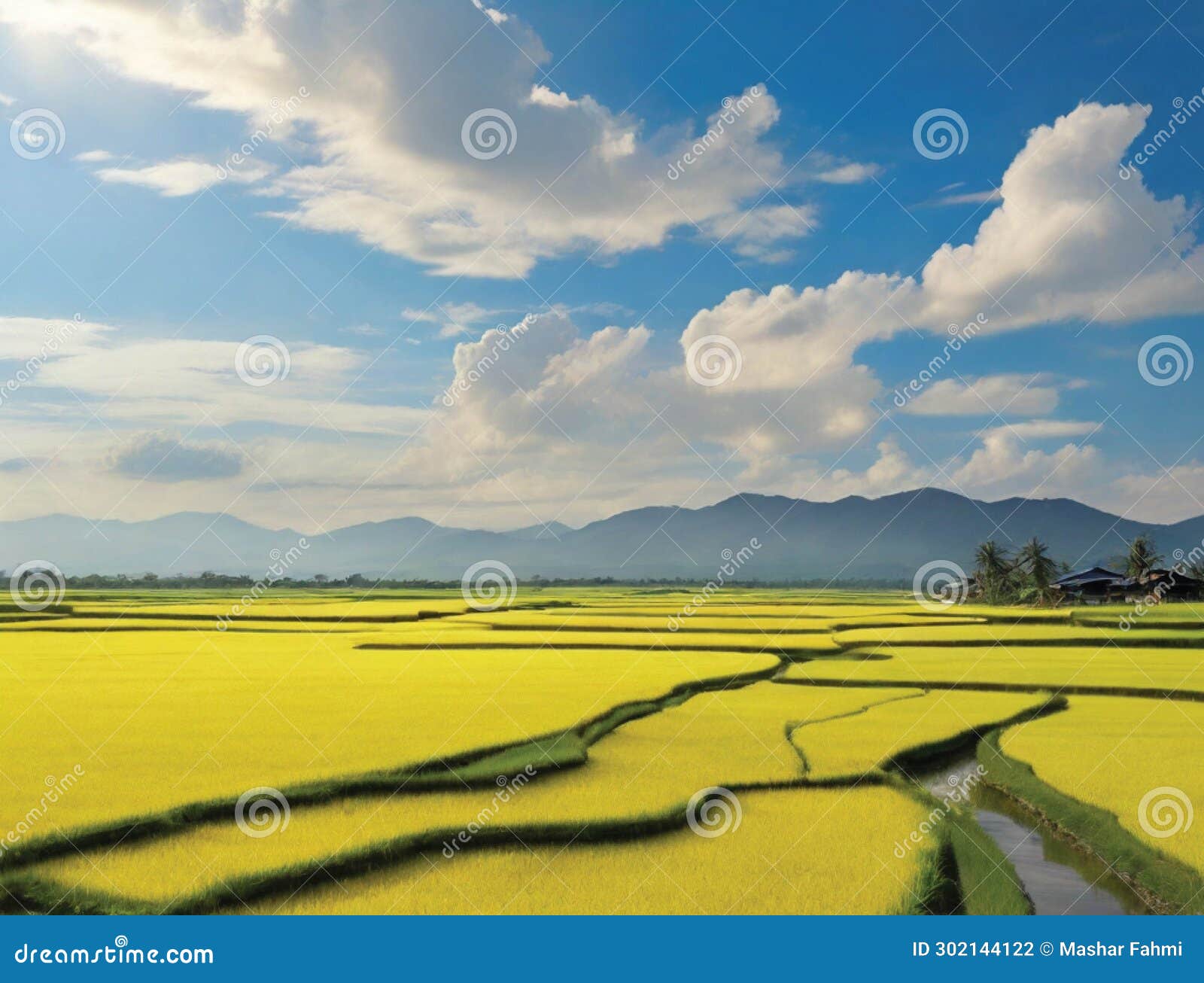 Now the Rice Has All Turned Yellow in the Fields. Harvest Will Soon