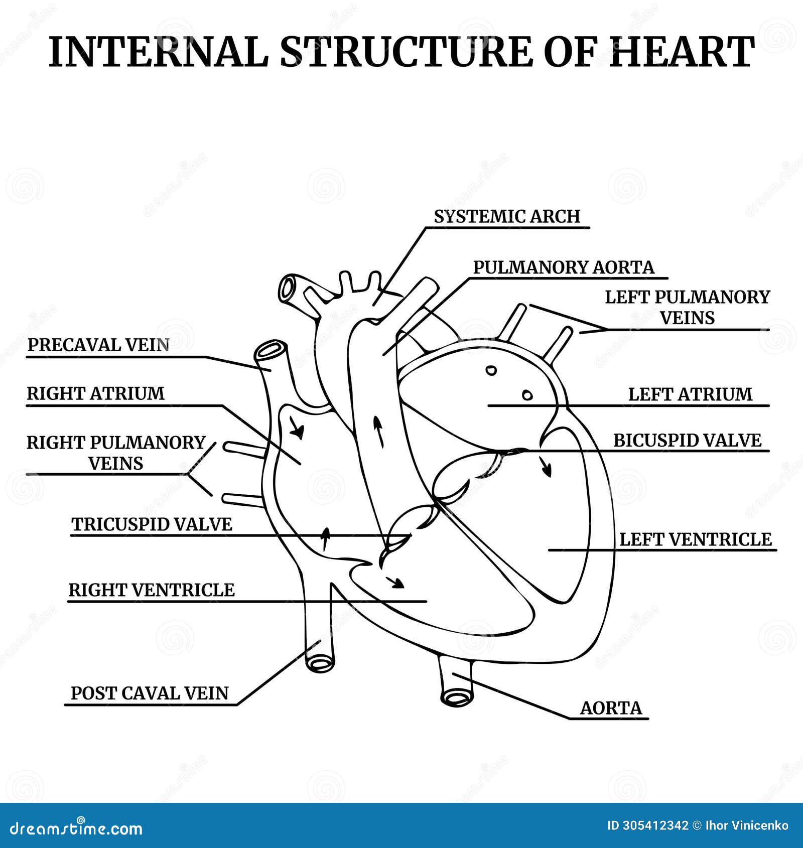 Anatomical Structure of the Heart, Diagram with Descriptions. Stock ... Biology Diagrams
