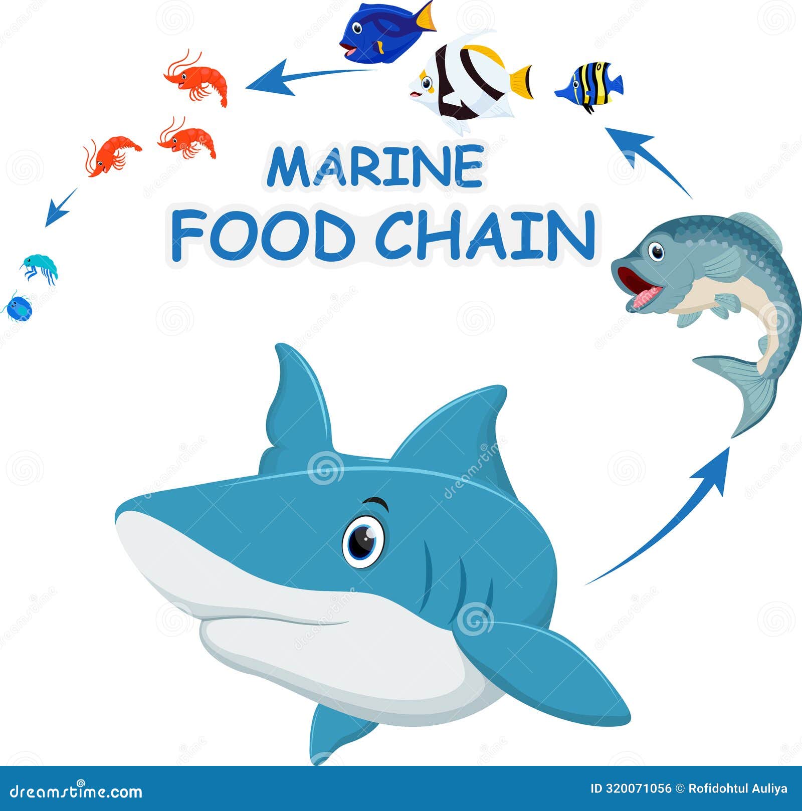 Cartoon Marine Food Chain Diagram, Plankton, Krill, Shrimp, Herring ... Biology Diagrams