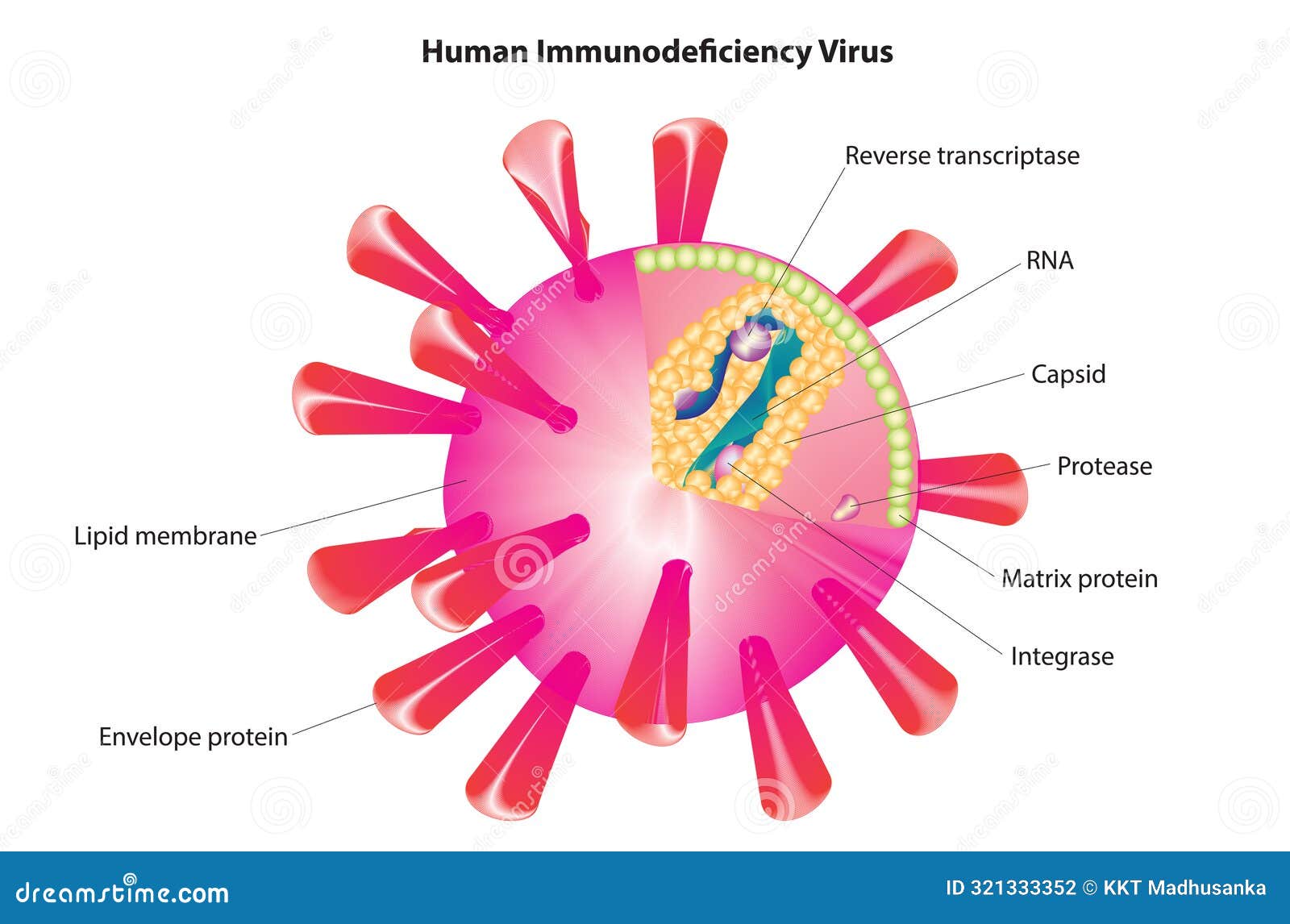 human immunodeficiency virus diagram