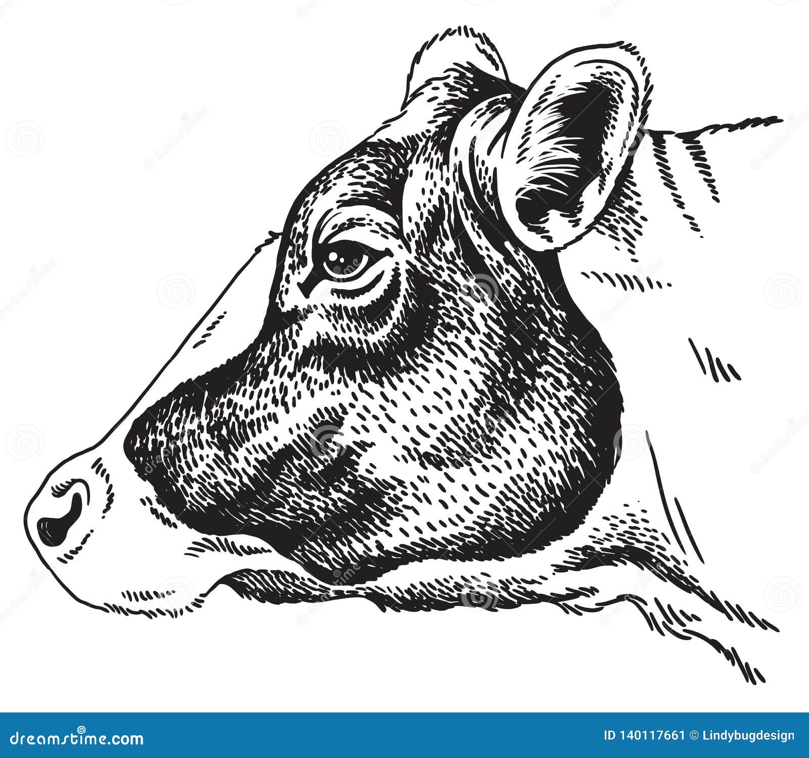 Lakenvelder cattle Drawing Cartoon cow face white head png  PNGEgg