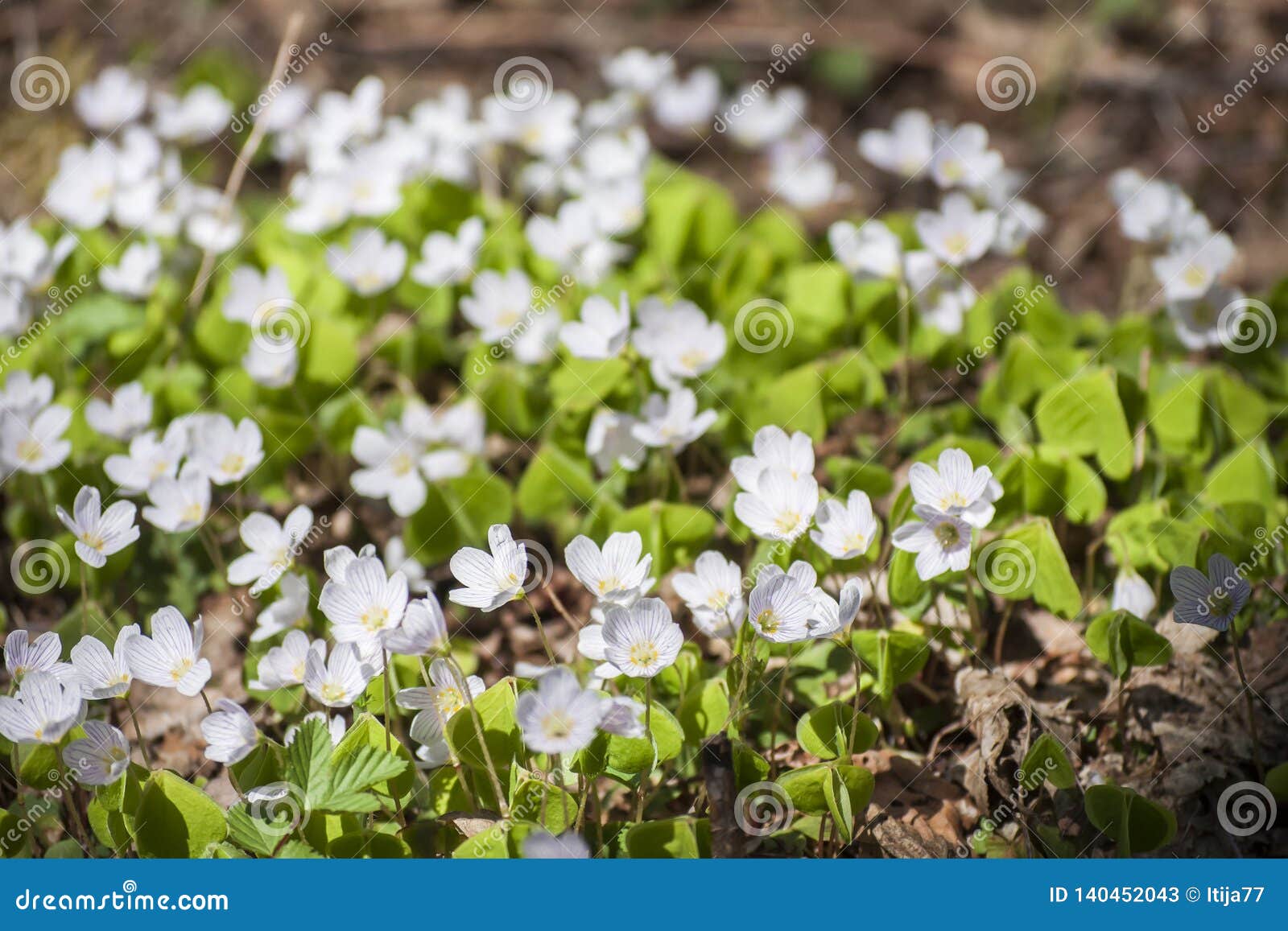 Printemps Dans La Forêt Avec De Petites Fleurs Blanches Et Feuilles Vertes  Fraîches De Bois-oseille Dans La Forêt Image stock - Image du beau,  brillant: 140452043