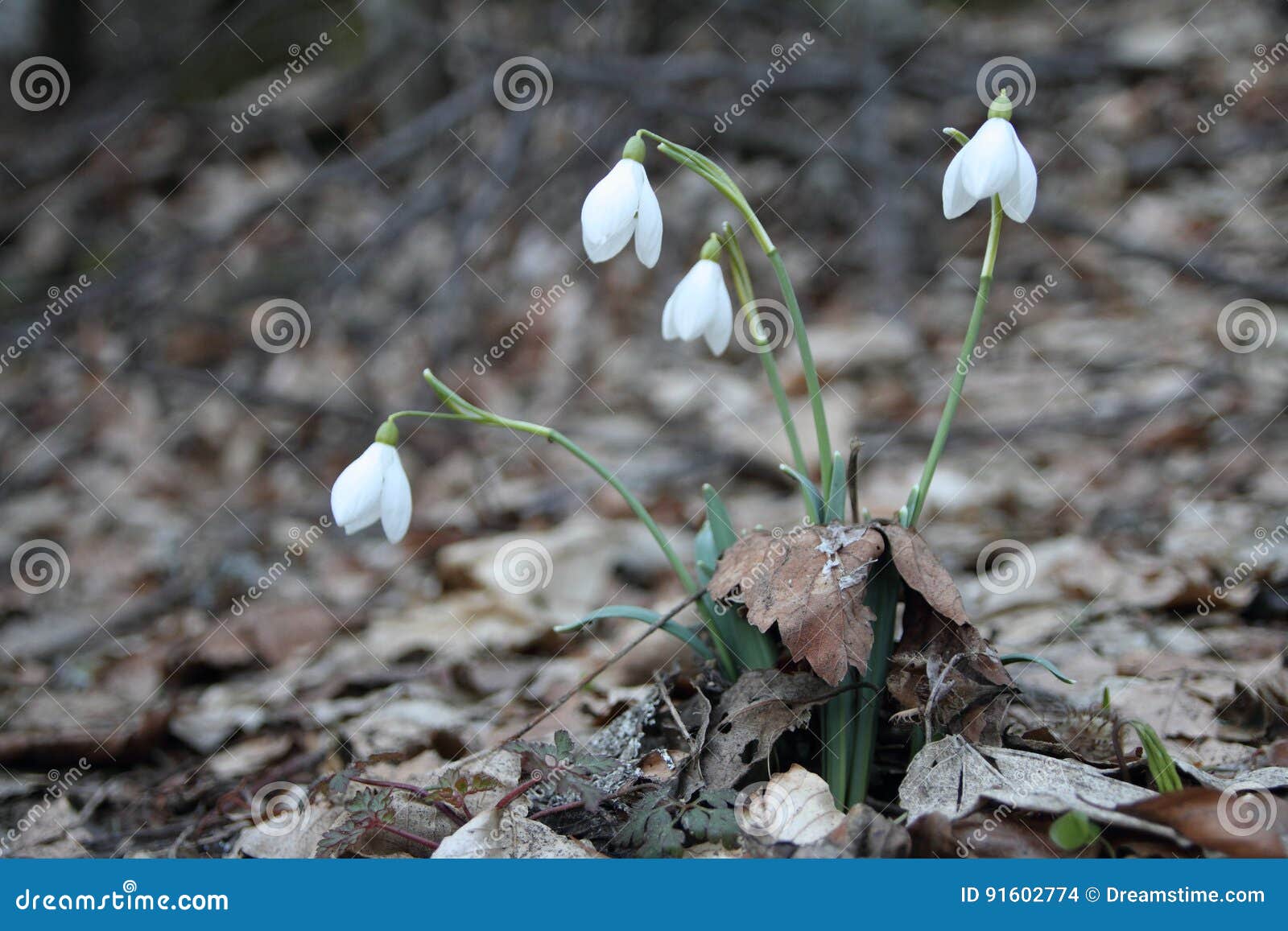 Printemps De Fleur Blanche De Perce-neige Dans La Forêt Photo stock - Image  du sauvage, thymus: 91602774