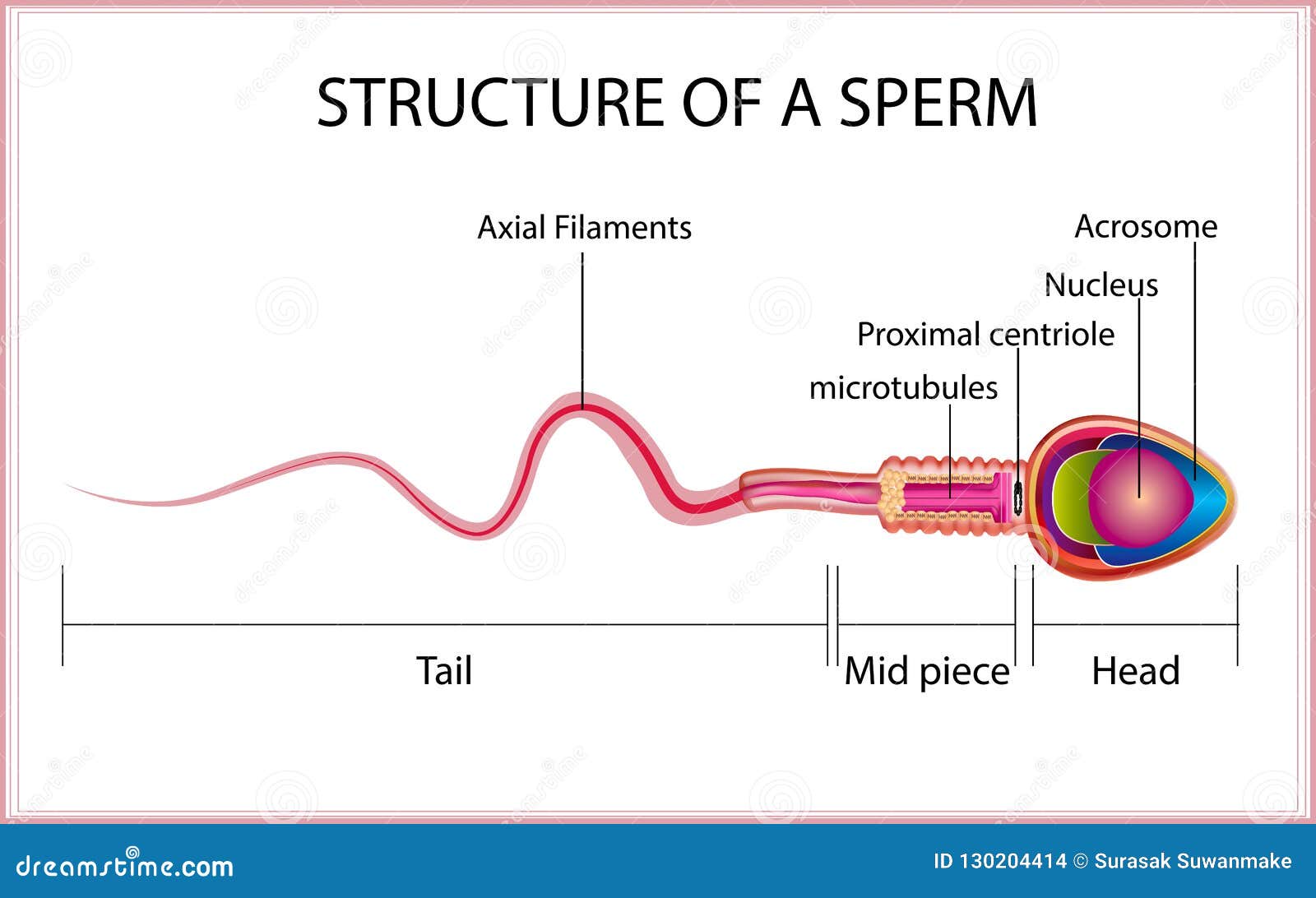 Sperm back up - Sex photo back up Sperm