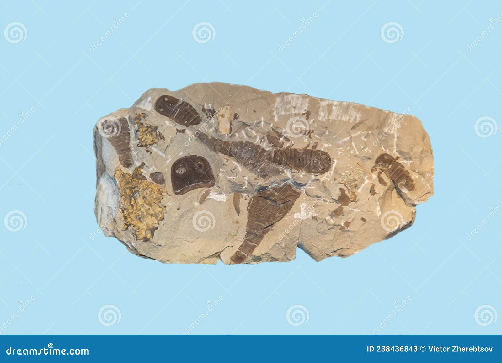 prints of crustaceans latin eurypterus fischeri are gray on a blue background. marine animals shellfish